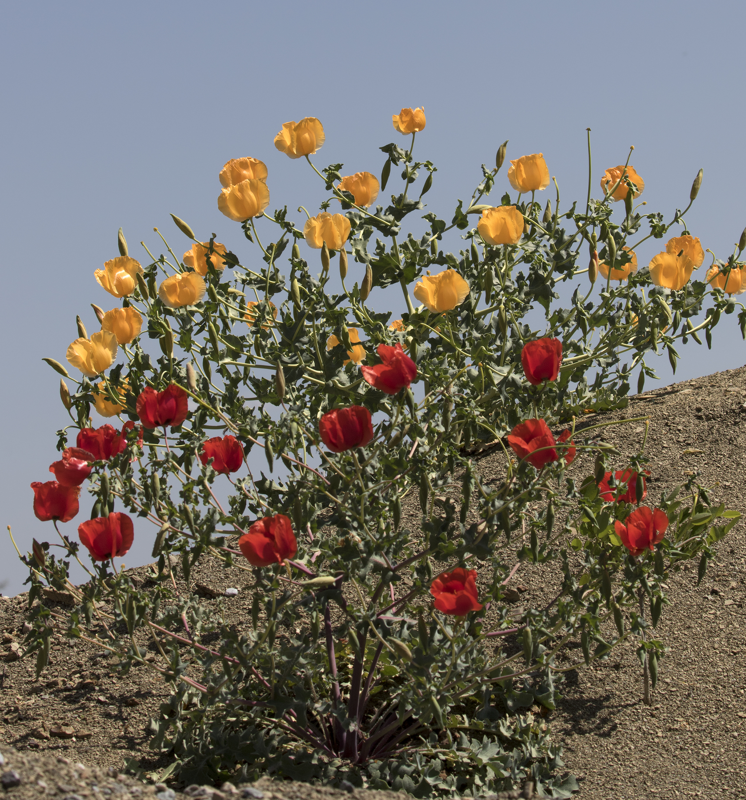 Glacium - Horned poppy 05