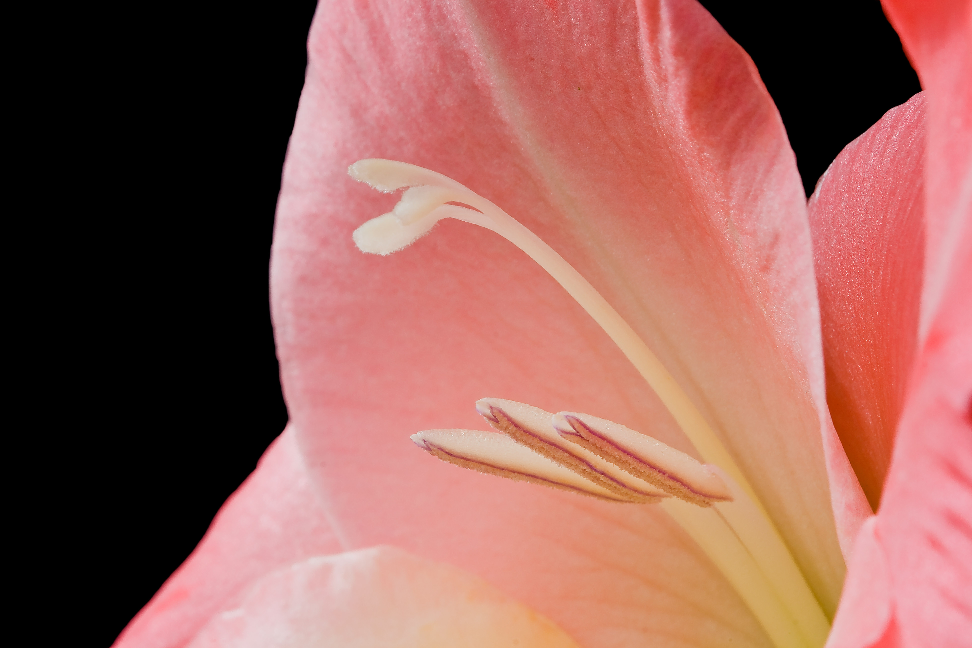 Gladioli Macro Closeup