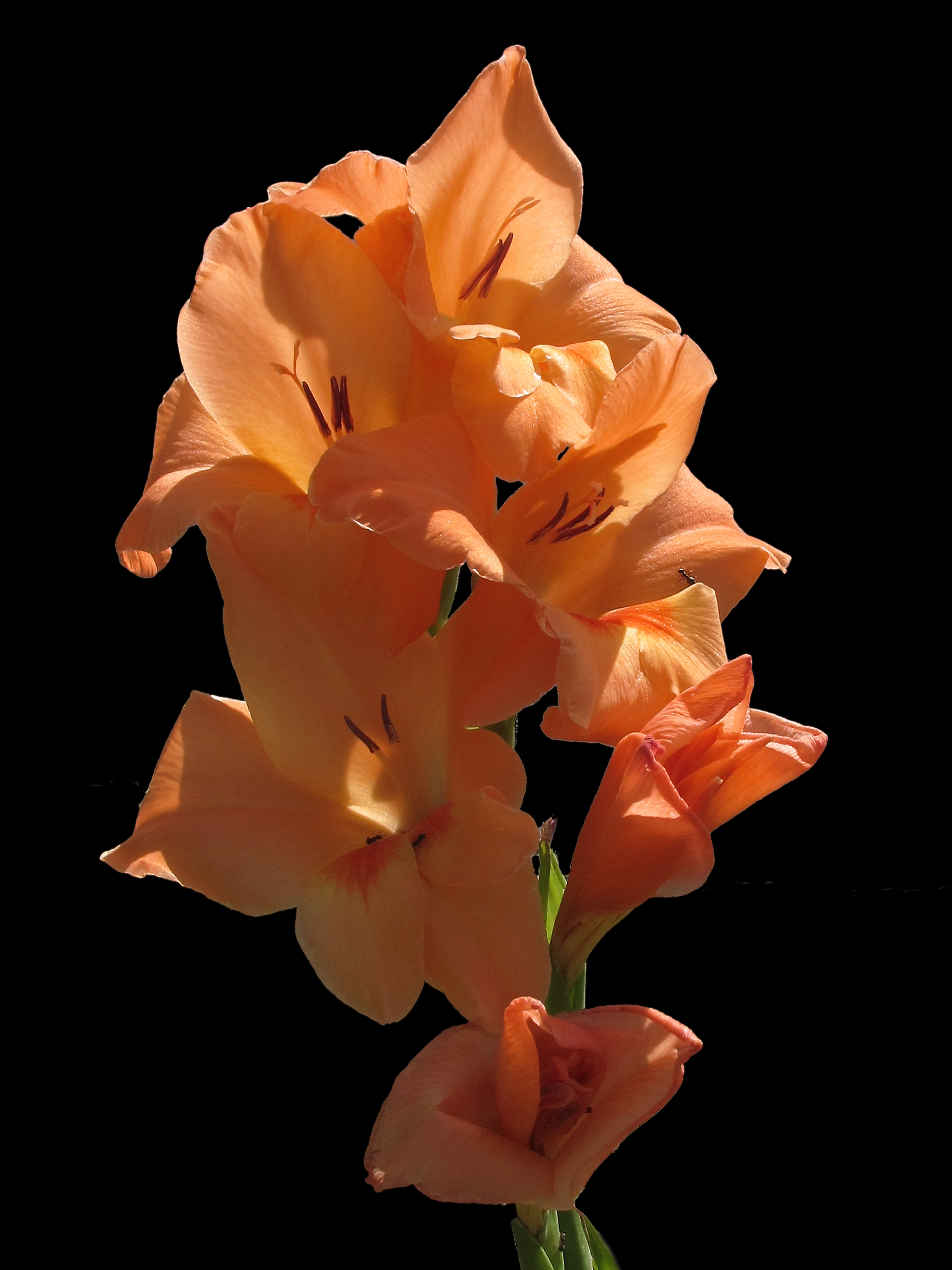 Gladiolus (7632377938)