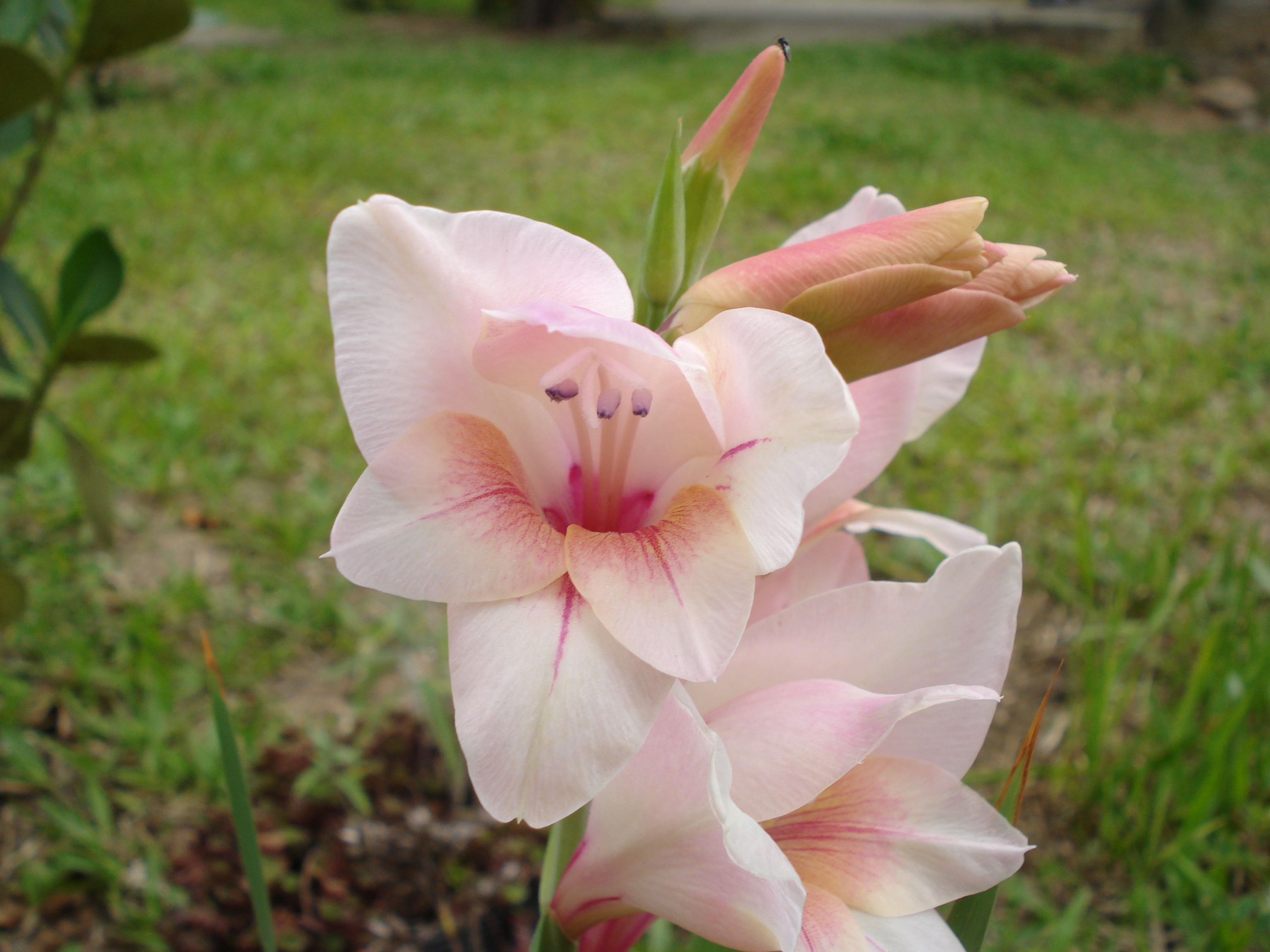 Gladiolus - panoramio (1349)
