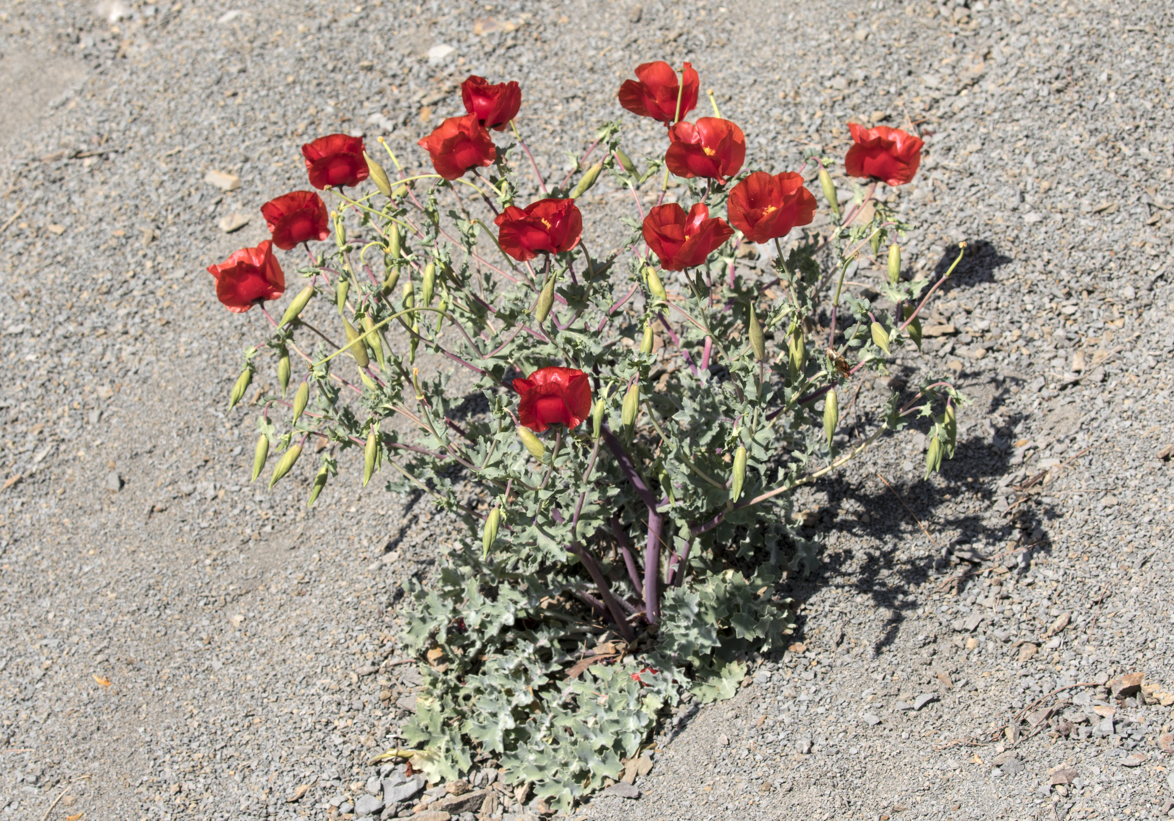 Glauicium - Horned poppies 03