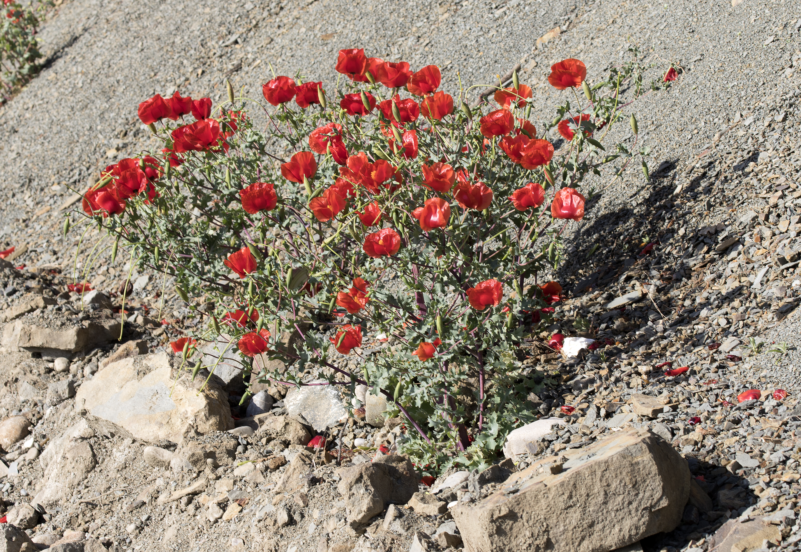 Glauicium - Horned poppies 06