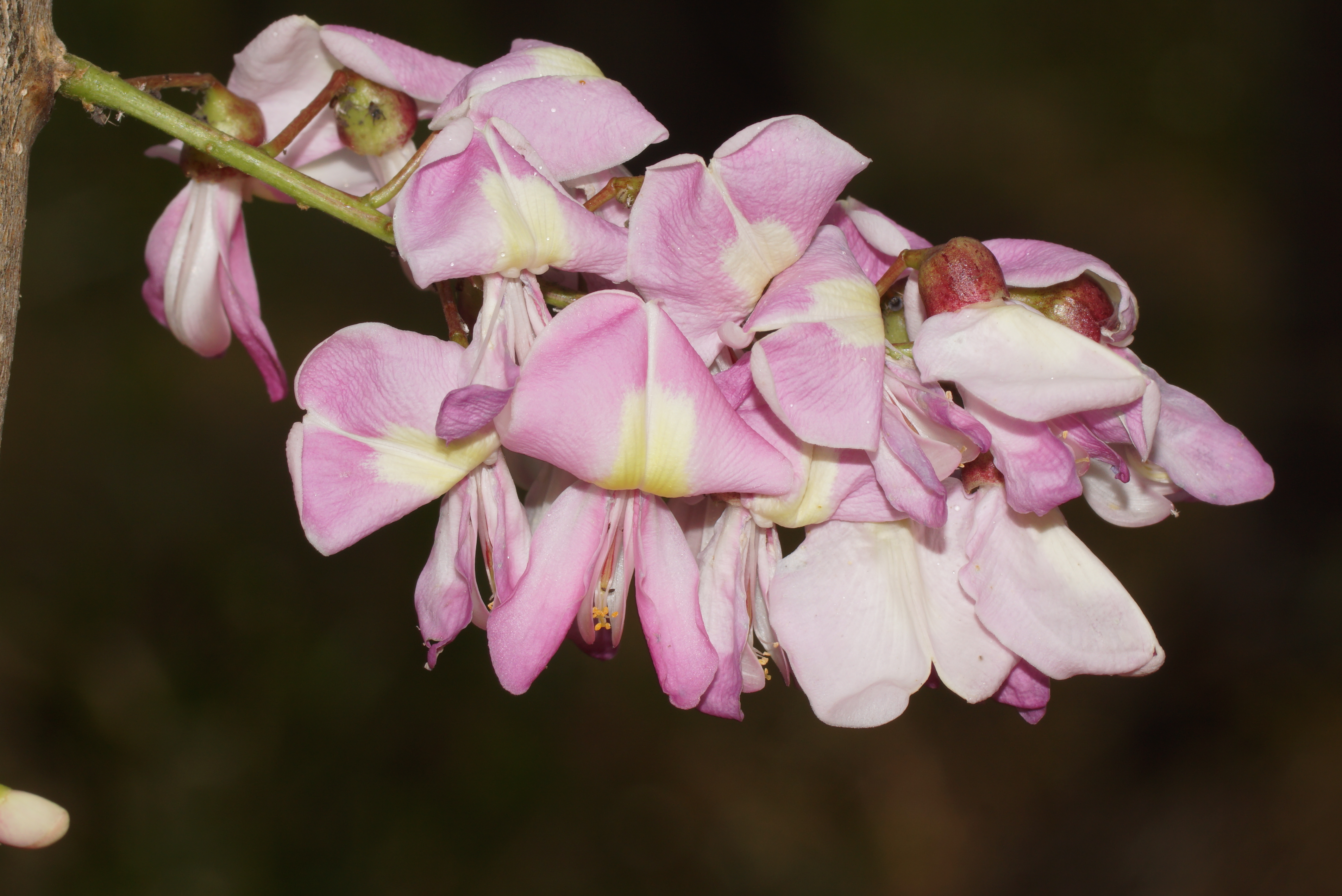 Gliricidia sepium 05461