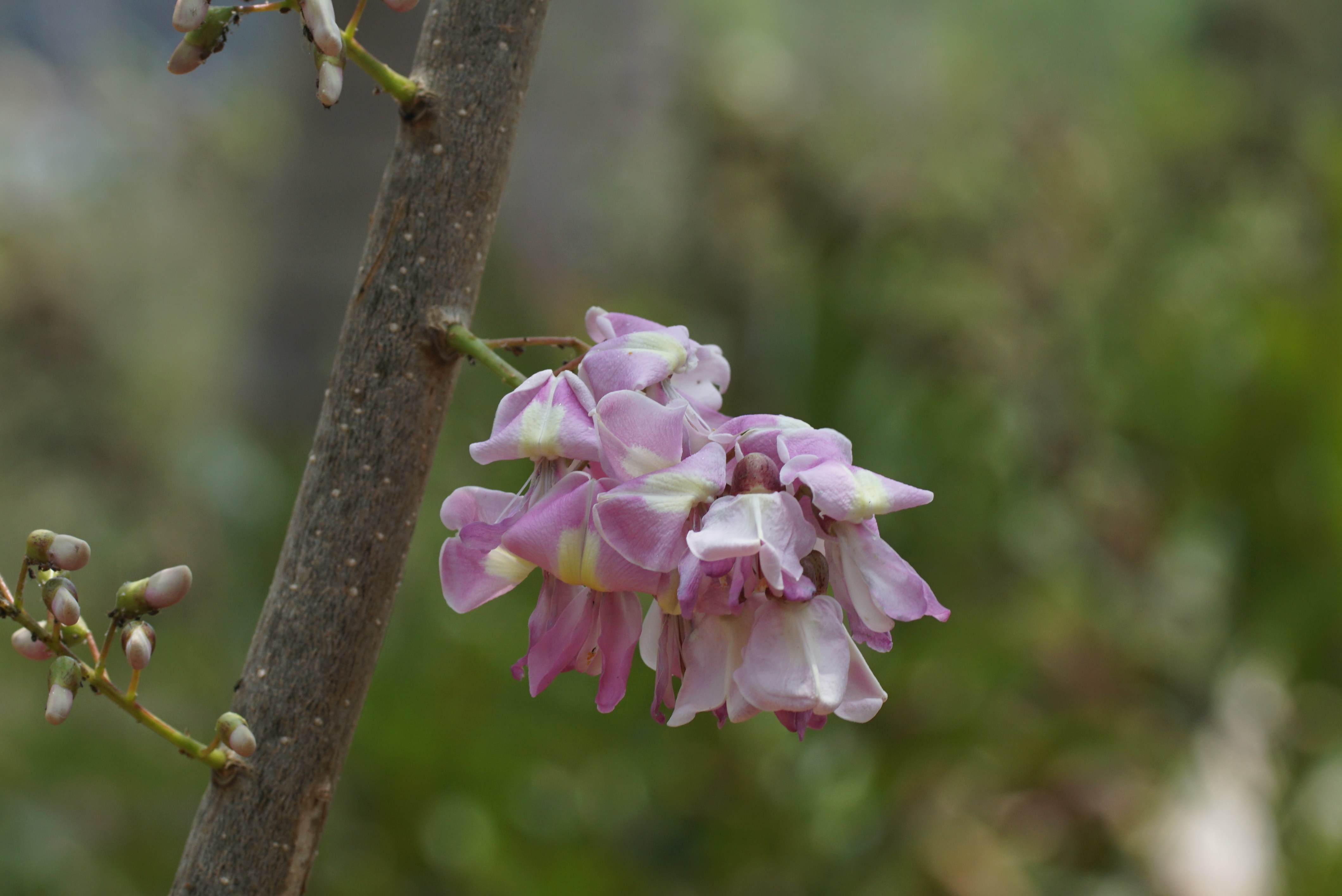 Gliricidia sepium 05468