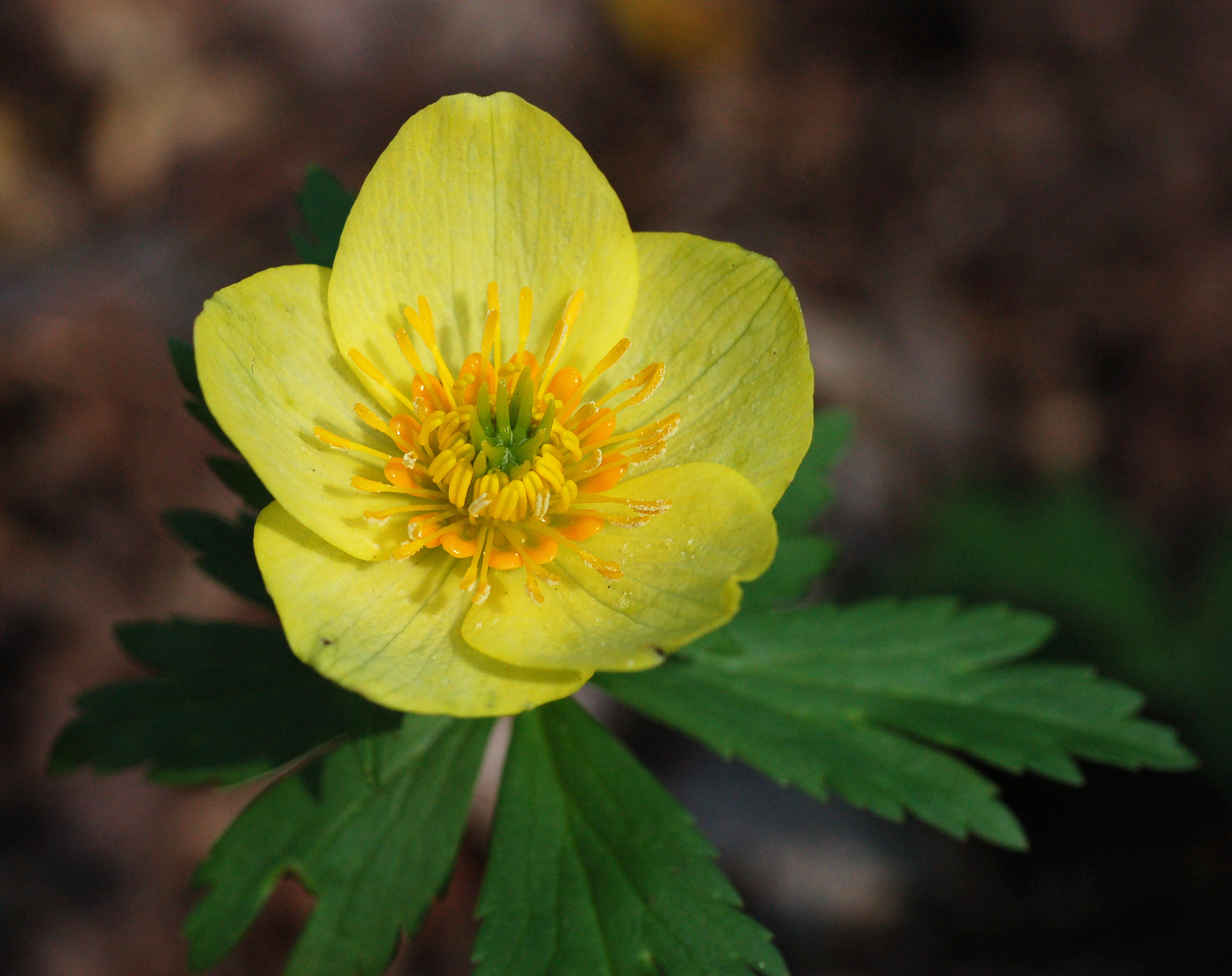 Globeflower Trollius laxus Flower 2400px