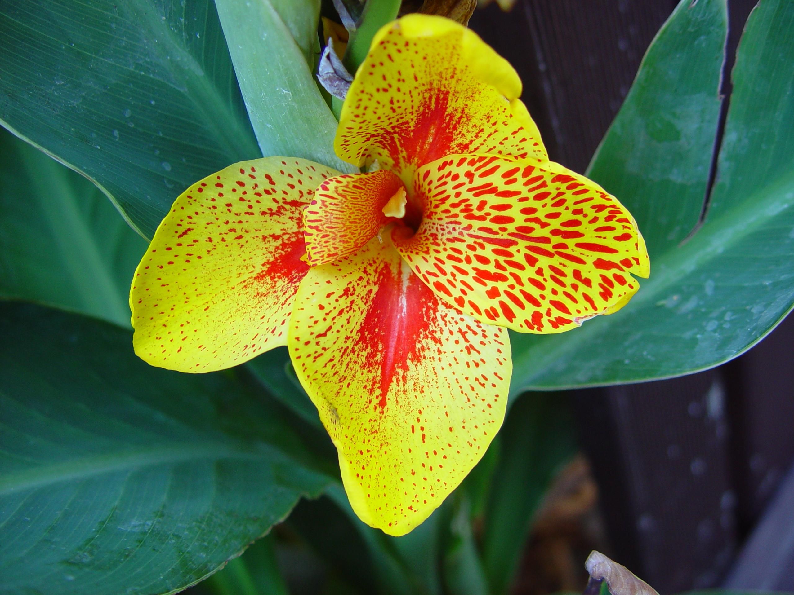Gold and red flower dark green leaves