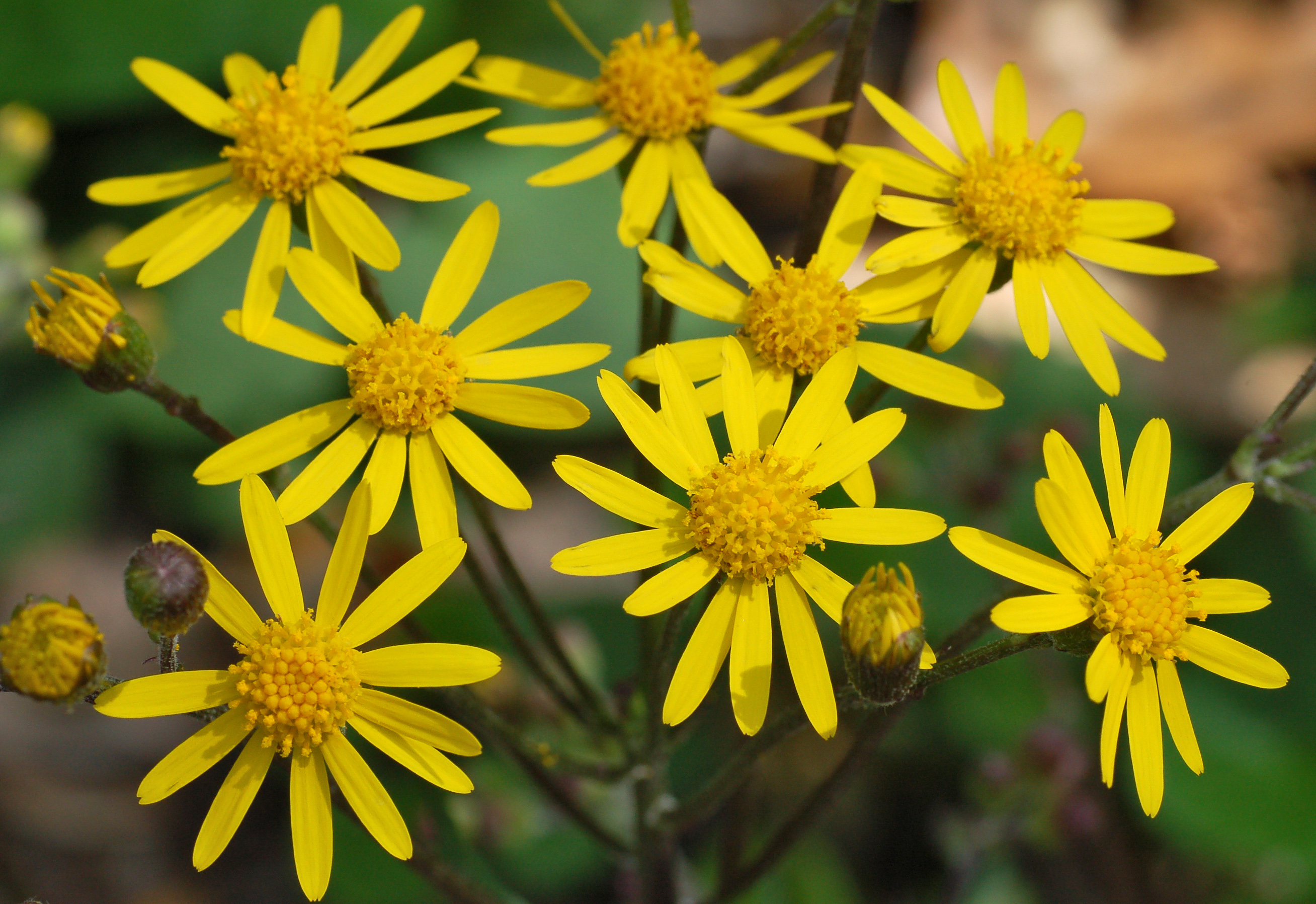Golden Ragwort Senecio aureus Flowers 2616px