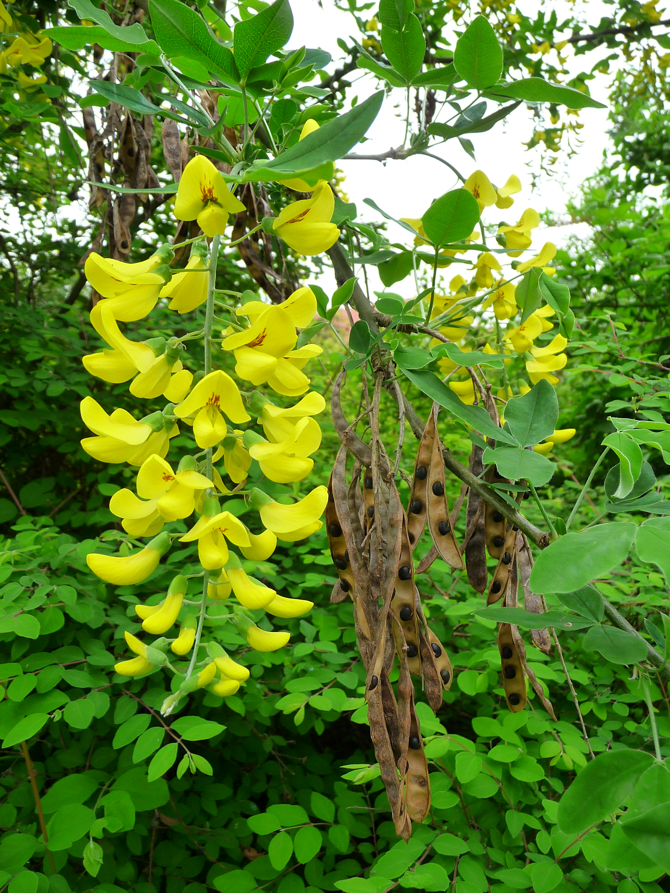 Goldregen Blüte und Fruchthülse