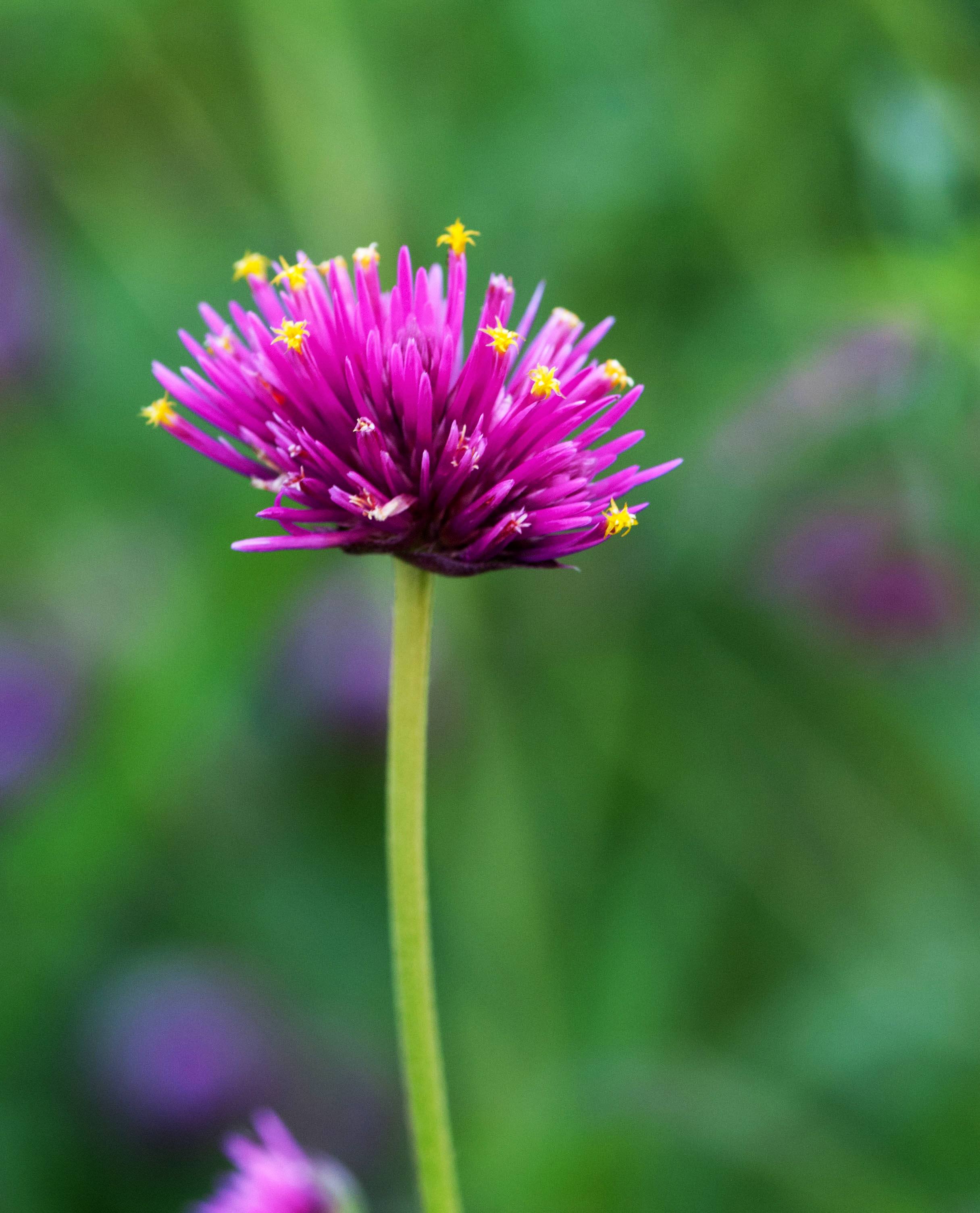 Gomphrena 