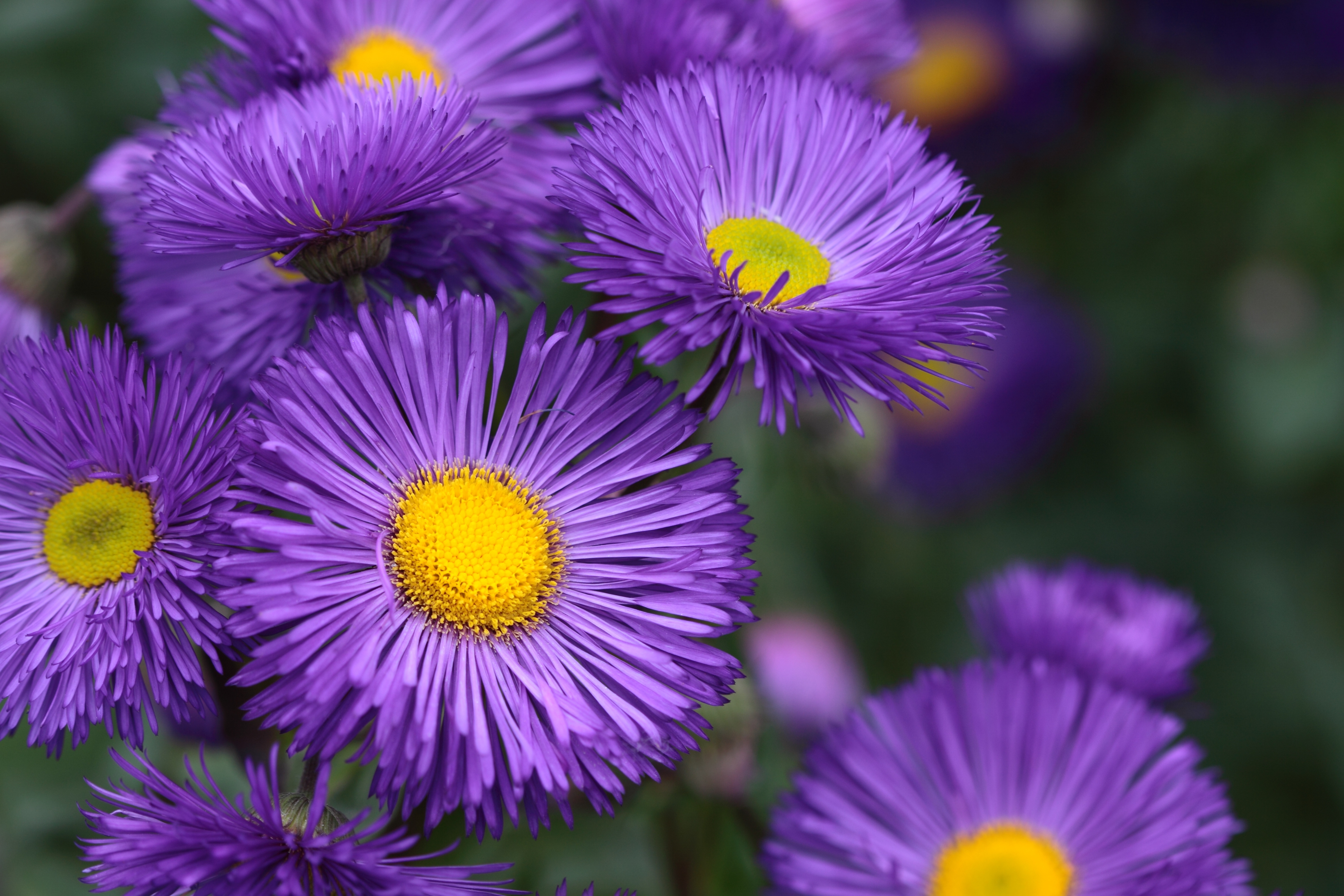 Gorgeous Flowers -) (3625280364)