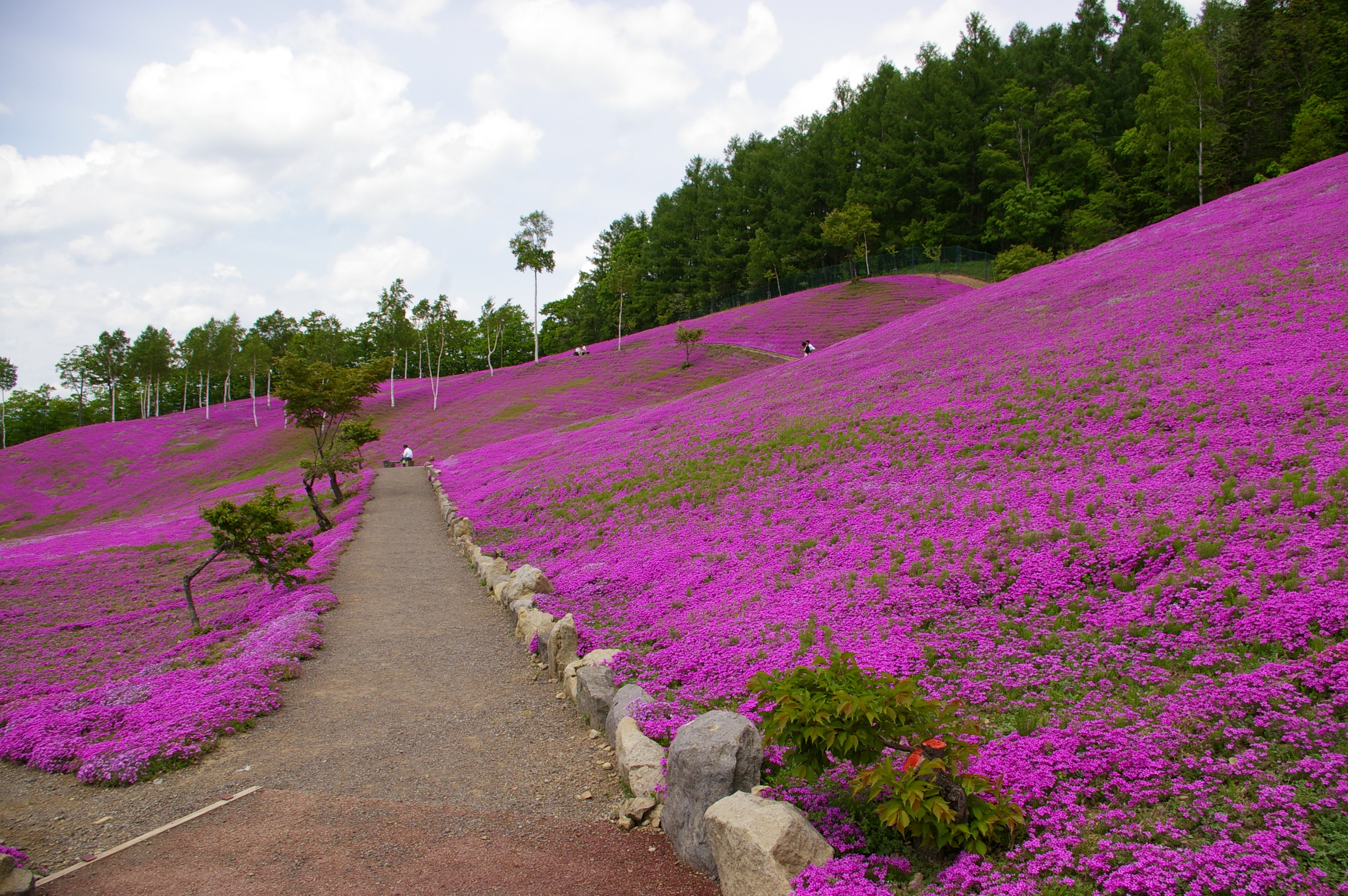 Gregarious moss phlox in Takinoue Park, Takinoue, Hokkaido