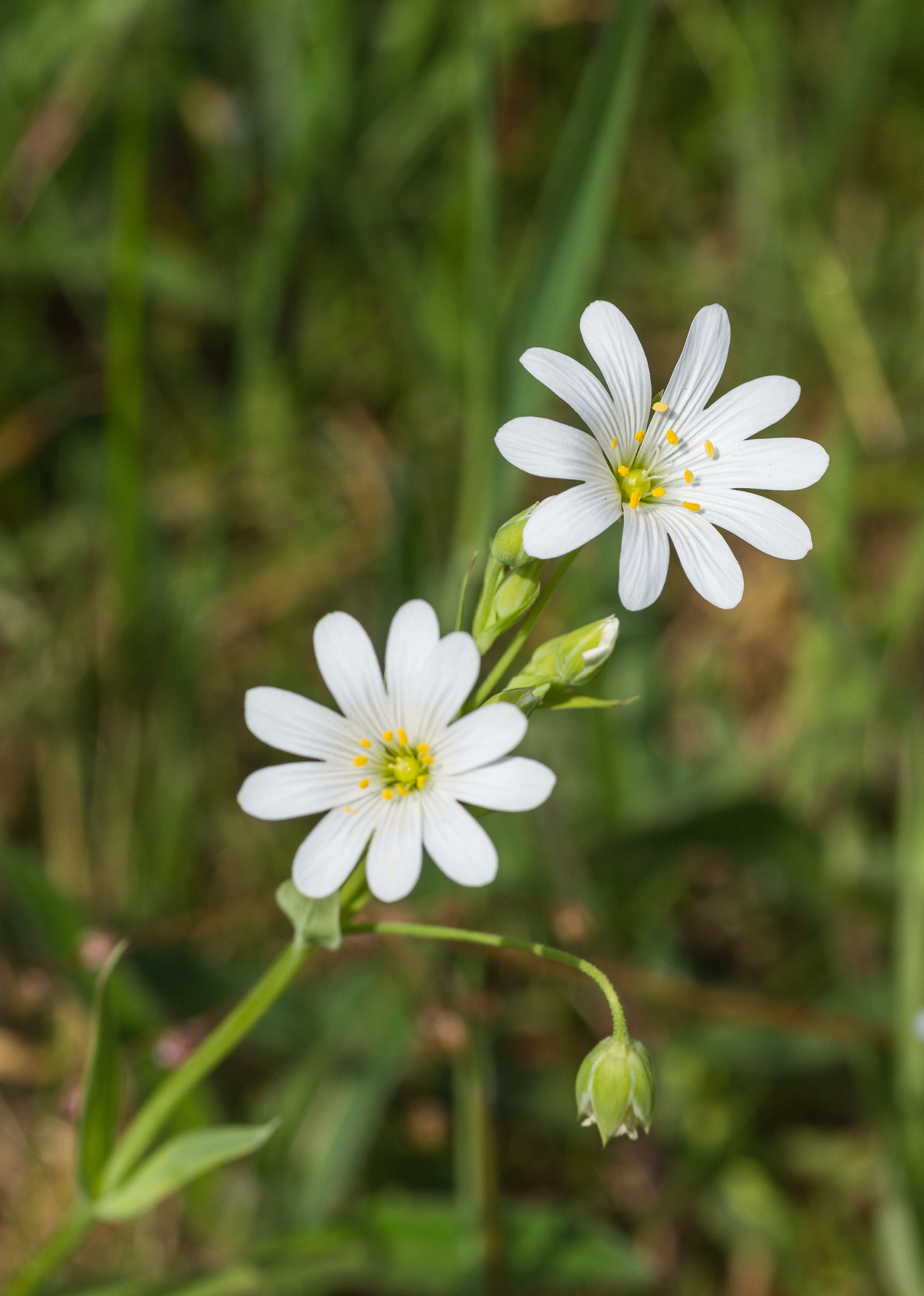 Grote muur (Stellaria holostea). Locatie Hortus Haren 01