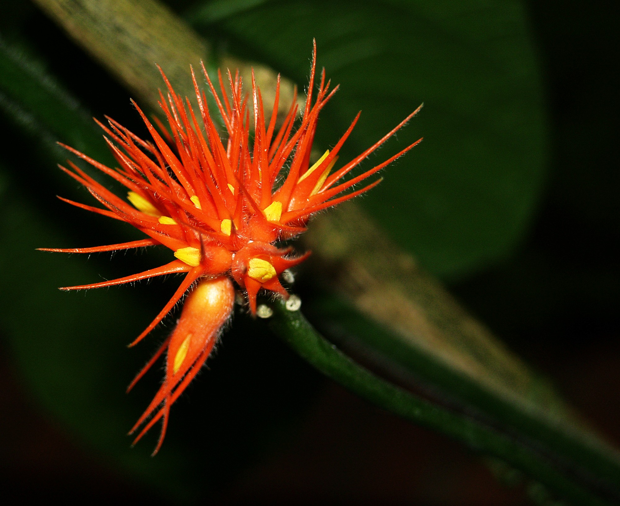 Gurania malacophylla (flower) - Botanical Garden Cologne