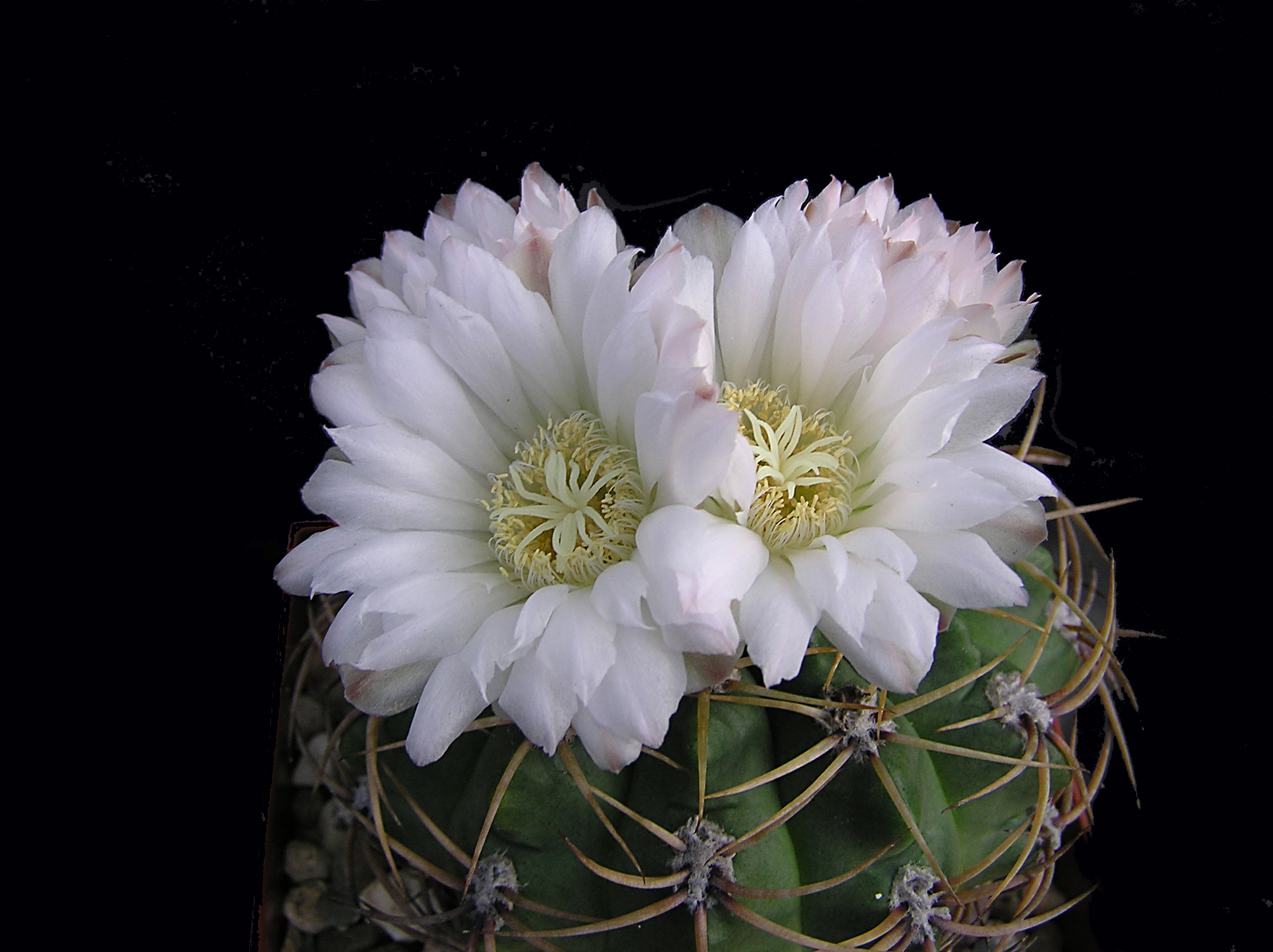 Gymnocalicium multiflorum 3
