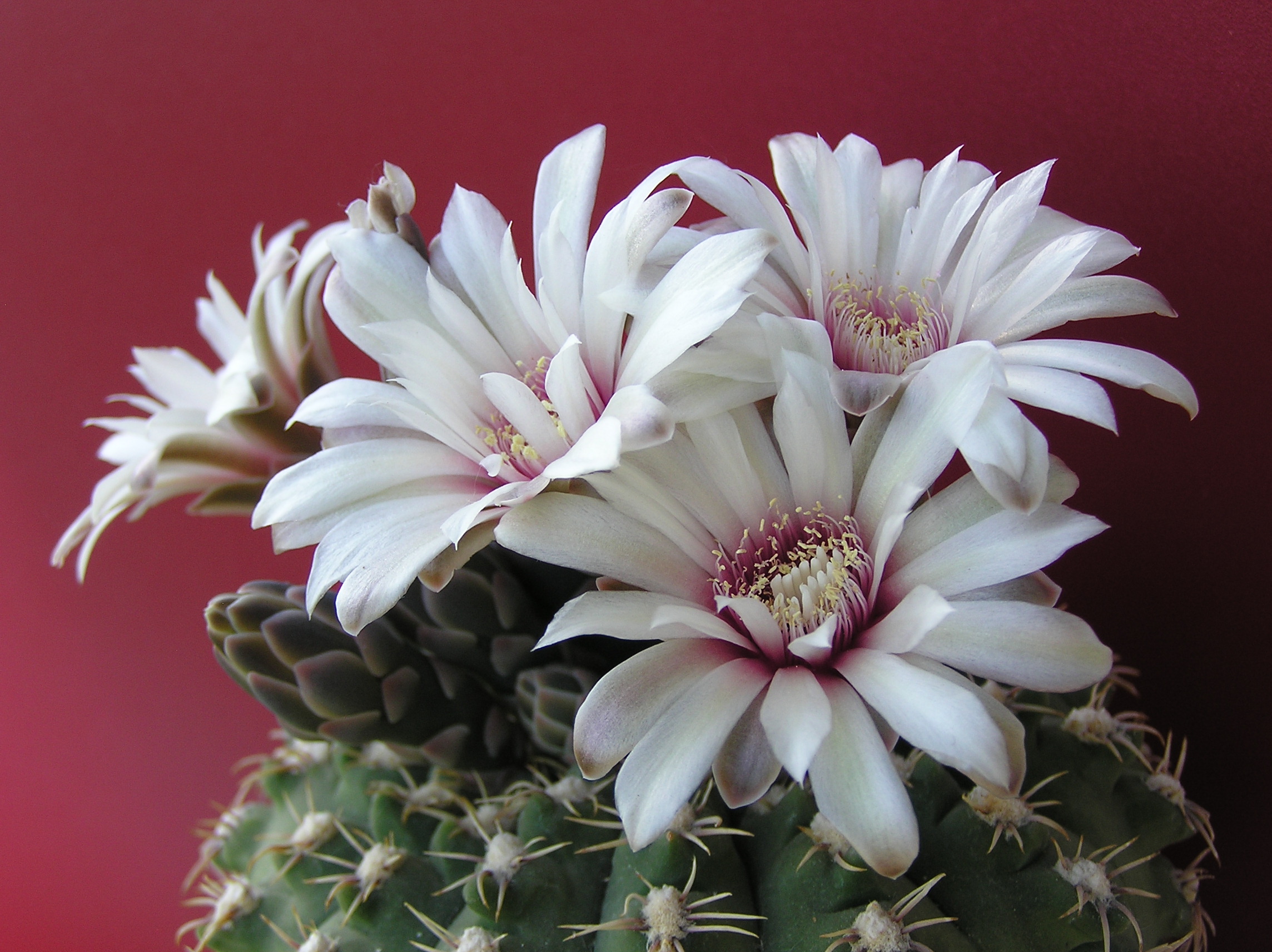 Gymnocalycium stellatum flowers 2011