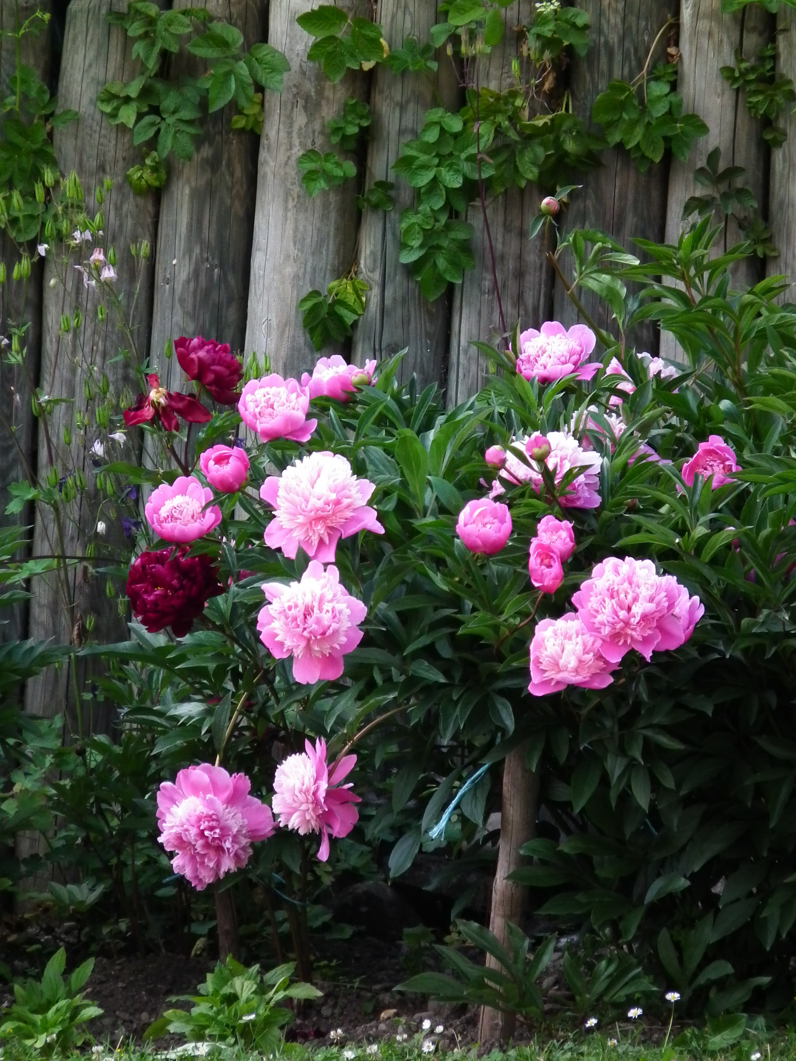 Hagnau Pfingsrosen Mai 2012