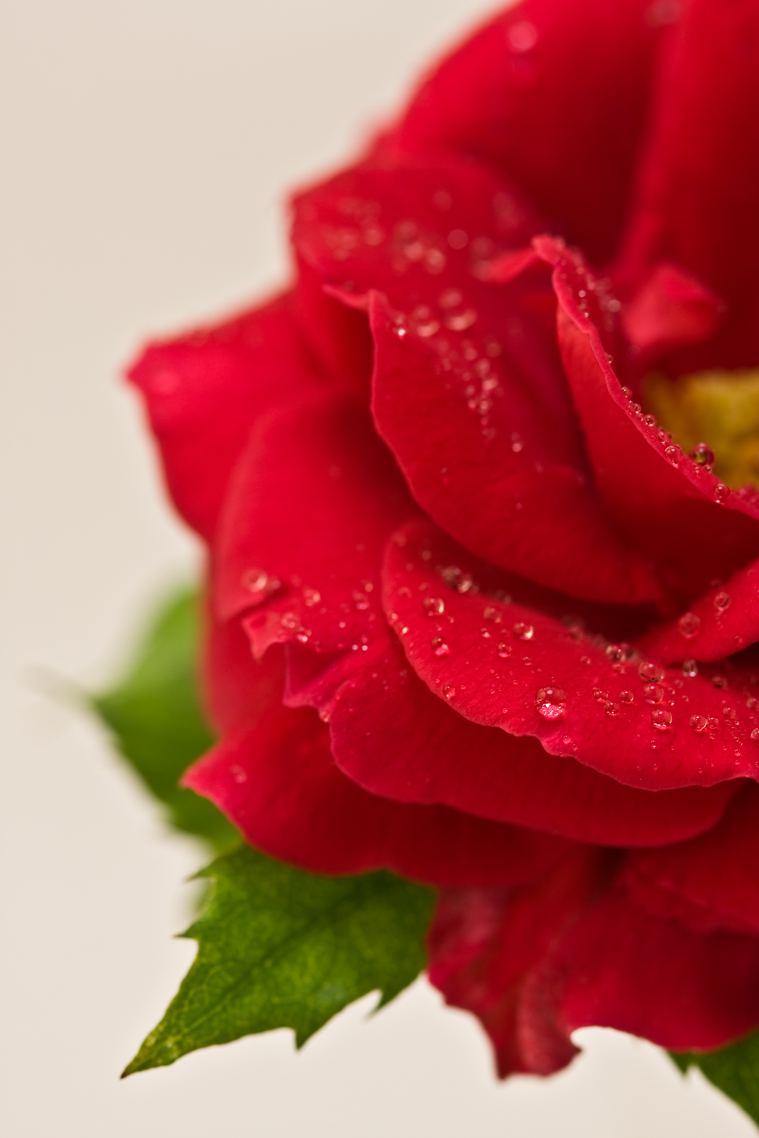 Half a rose (2542973219)
