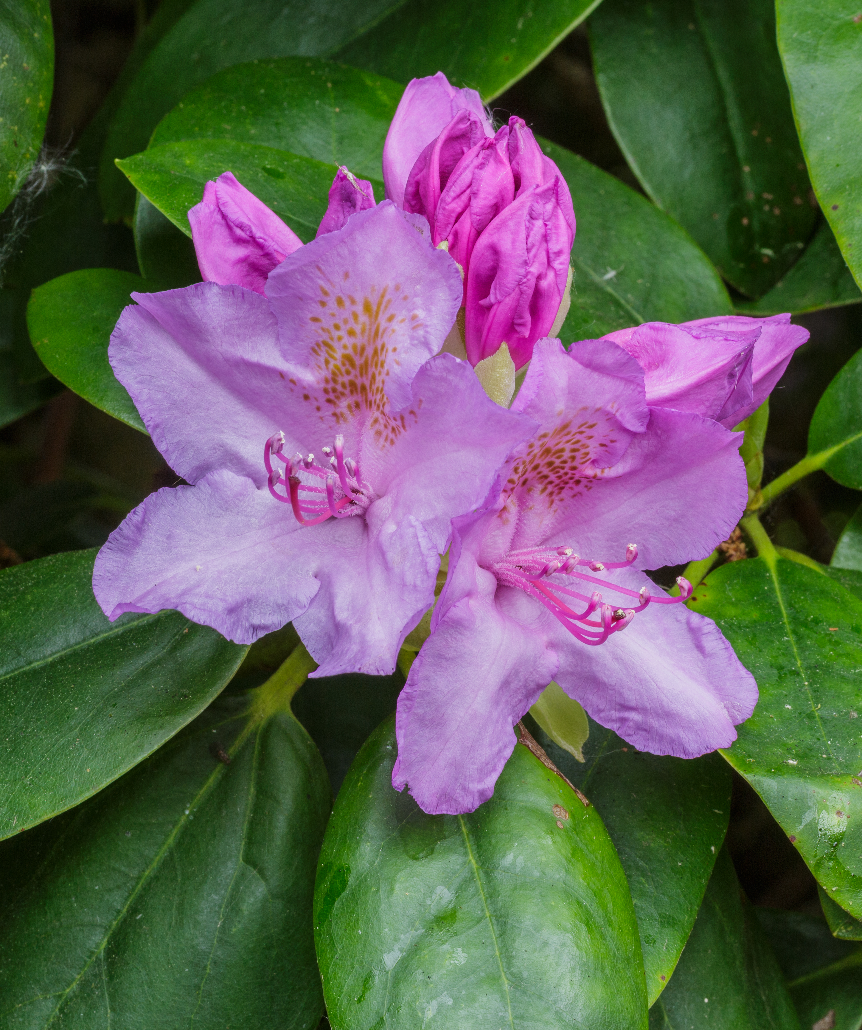 Half geopende bloem van Rhododendron ponticum