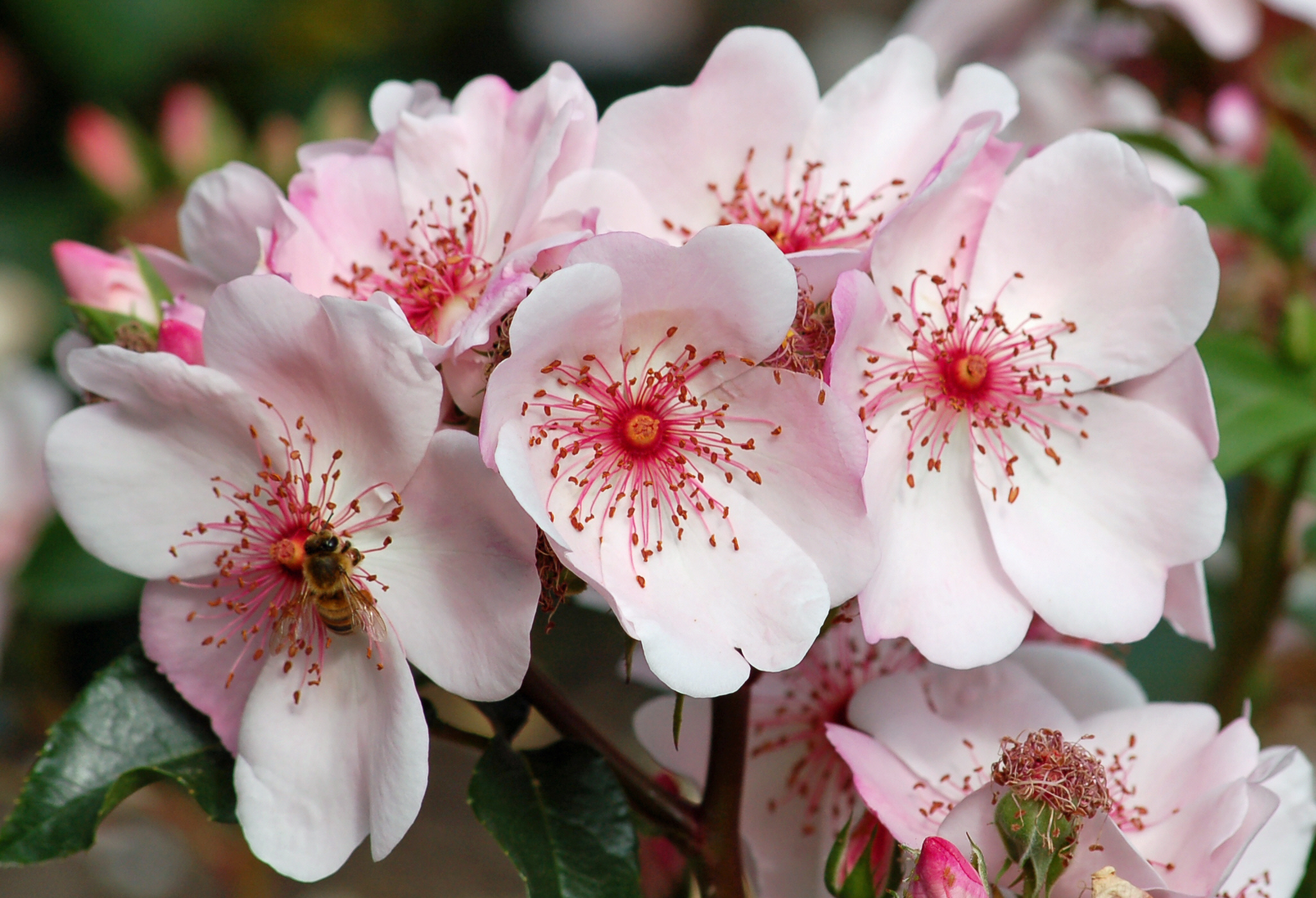 Hans-Gönewein-Rose (Tantau 2009) 01