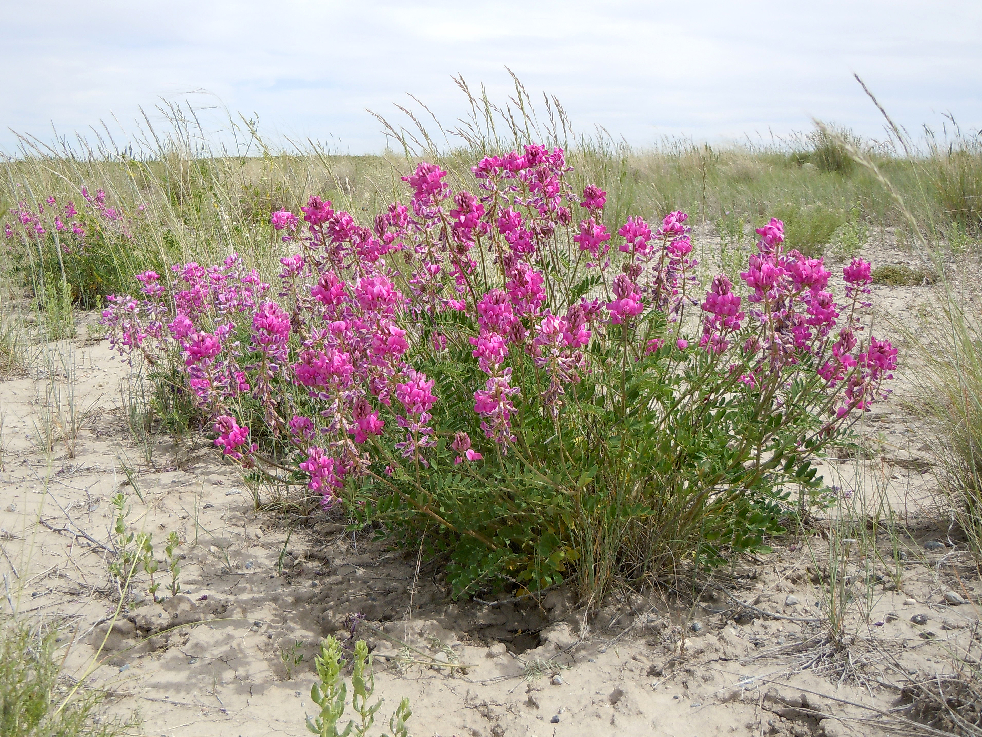 Hedysarum boreale
