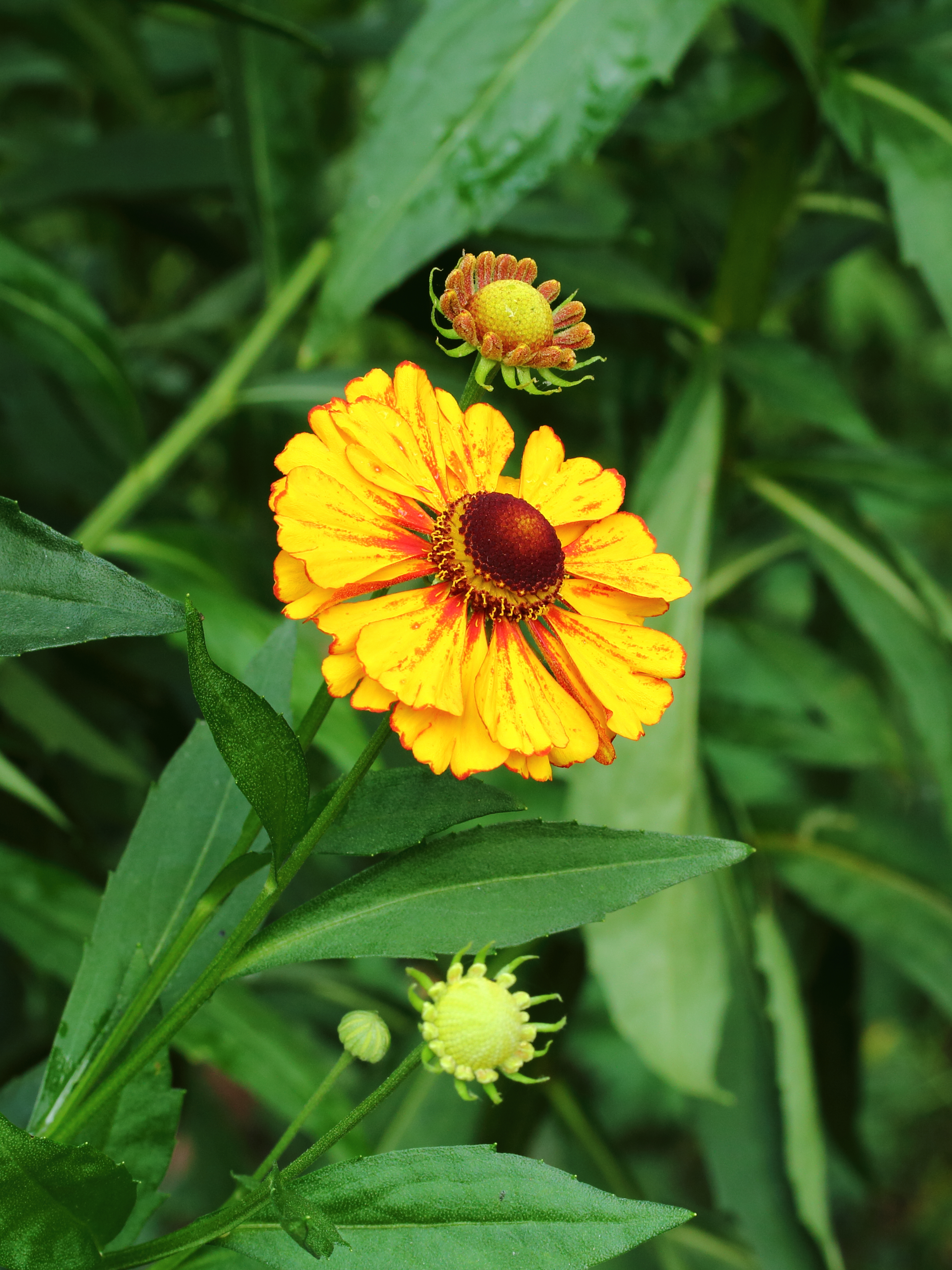 Helenium 'Flamingo'