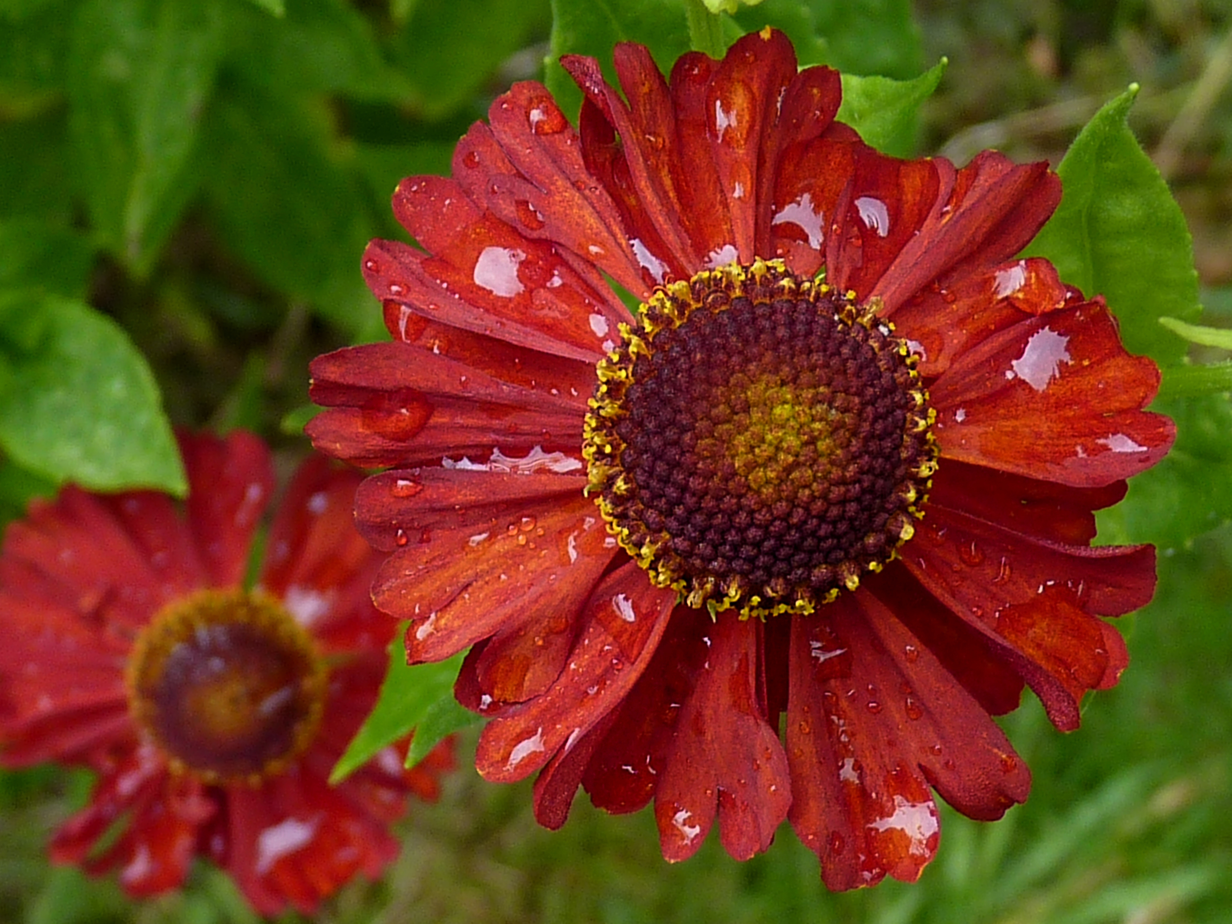 Helenium 'Indianersommer' J1