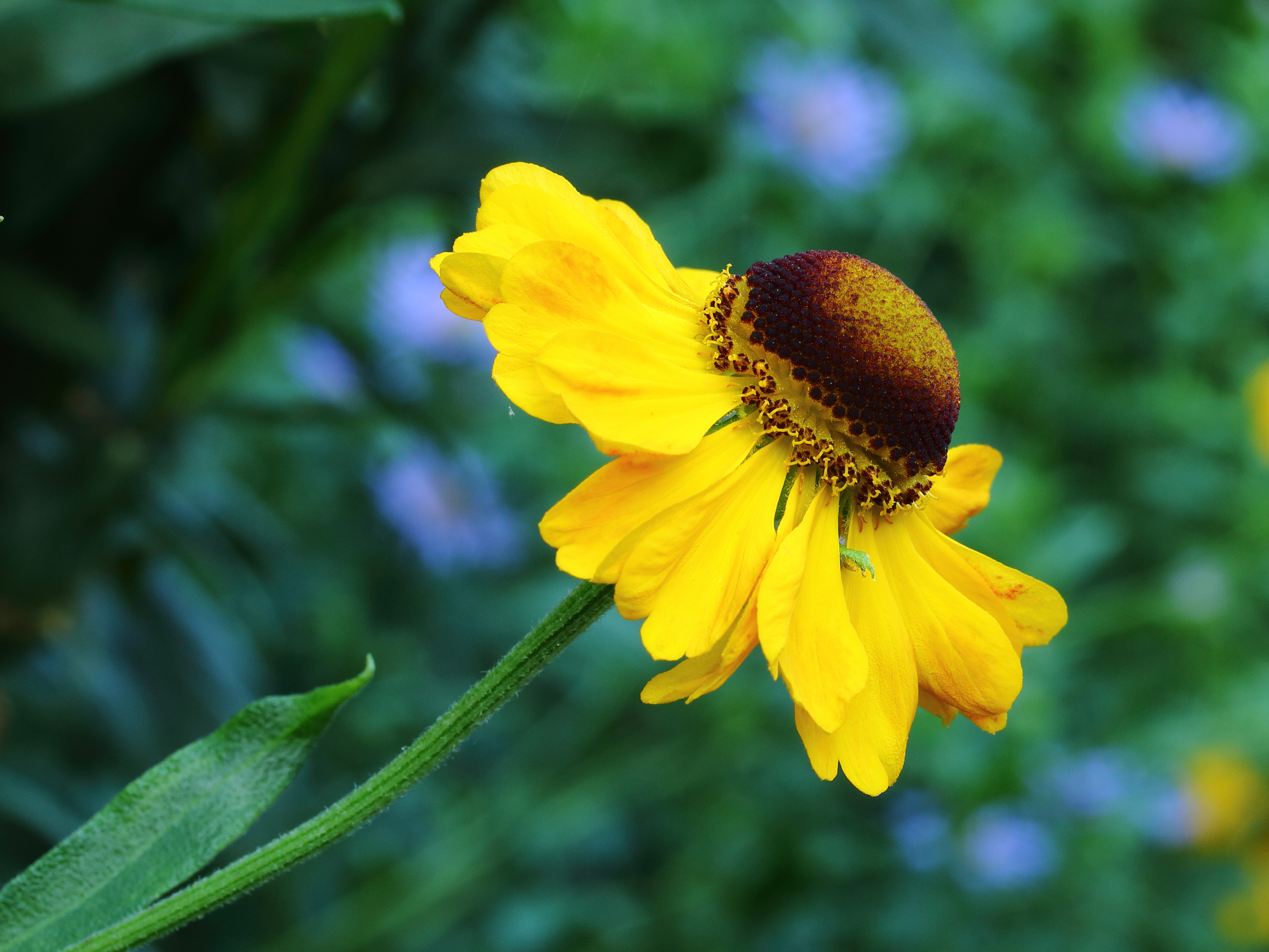 Helenium El Dorado