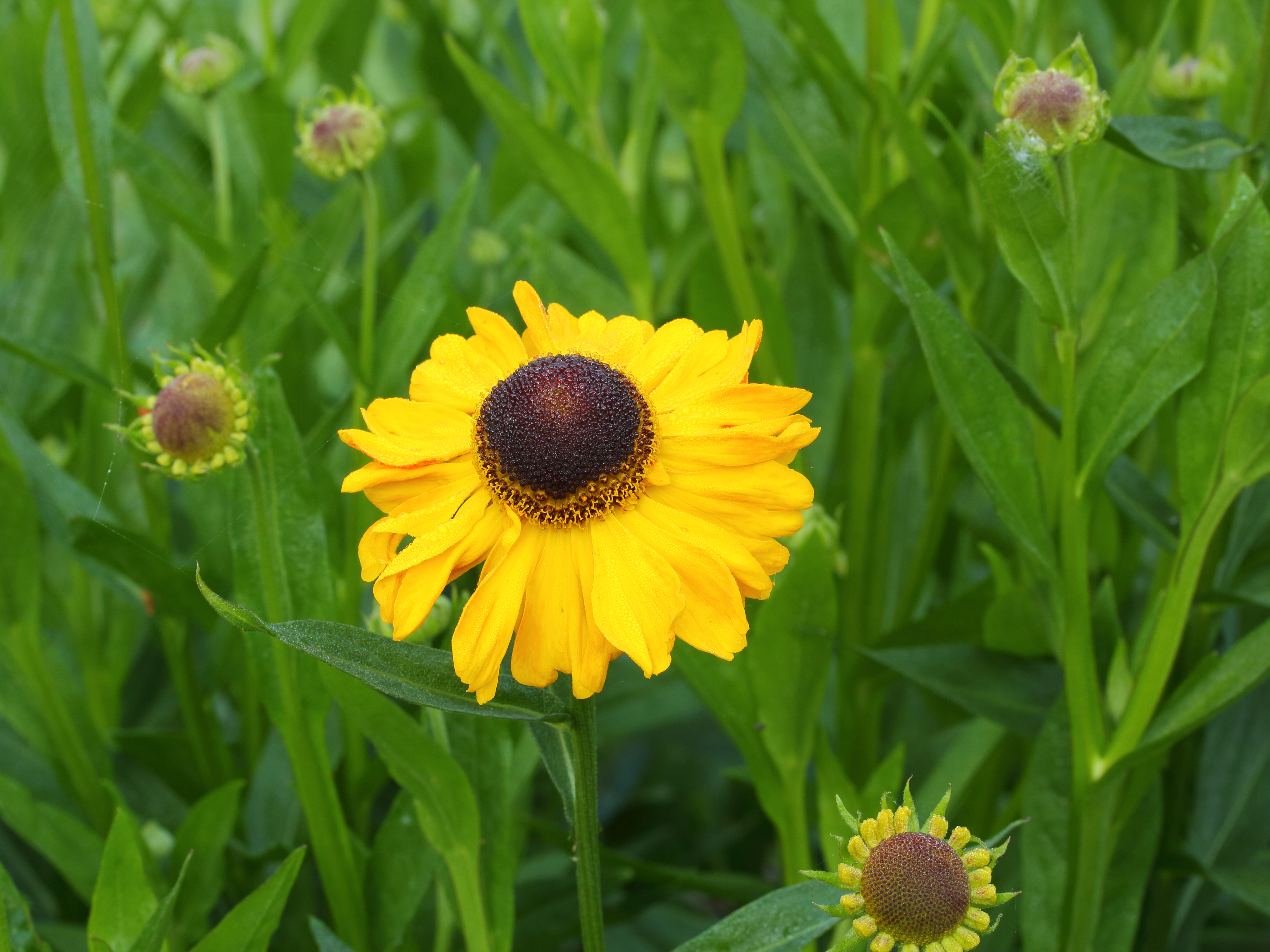 Helenium El Dorado, zonnekruid