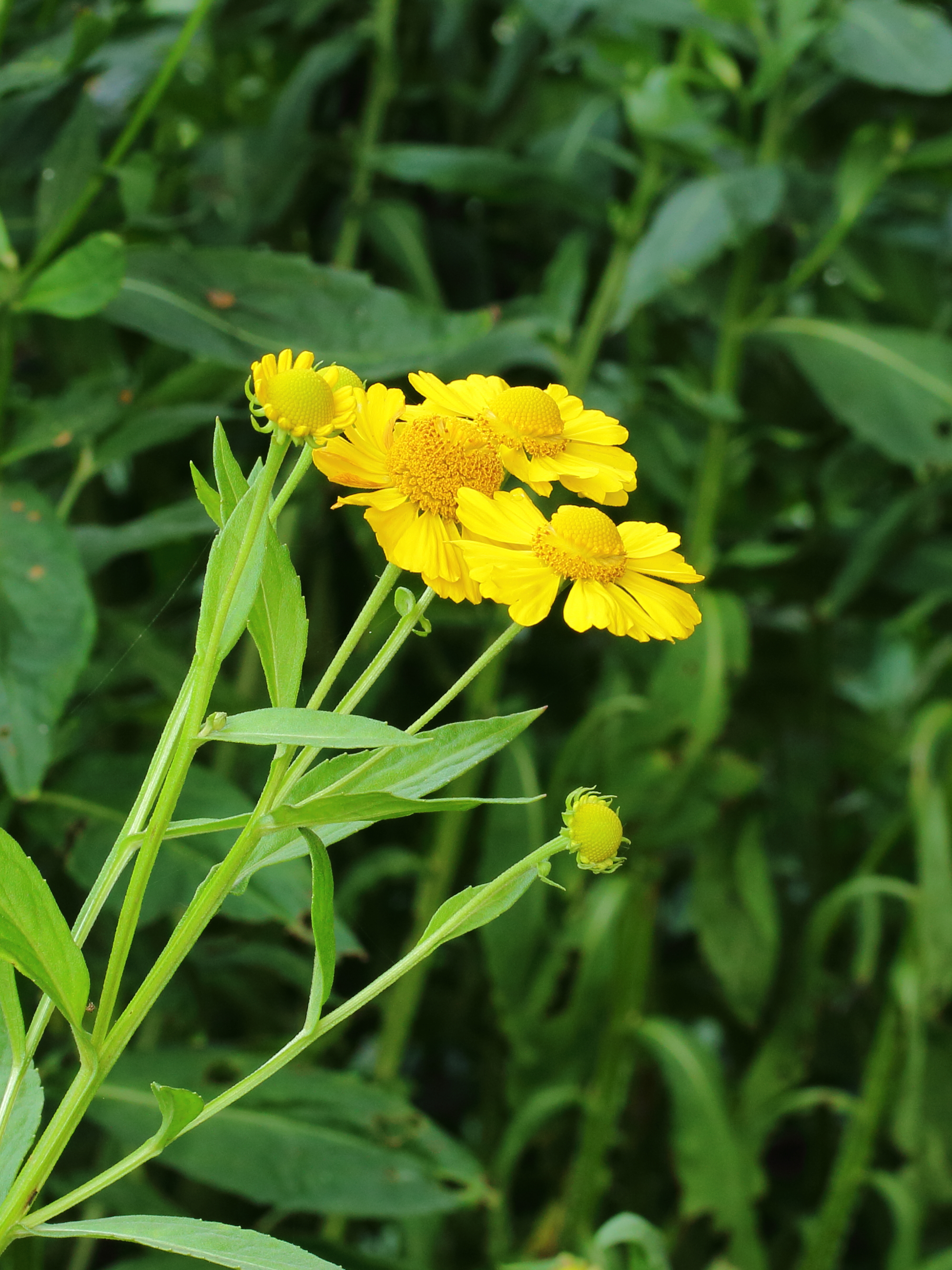 Helenium Kanaria