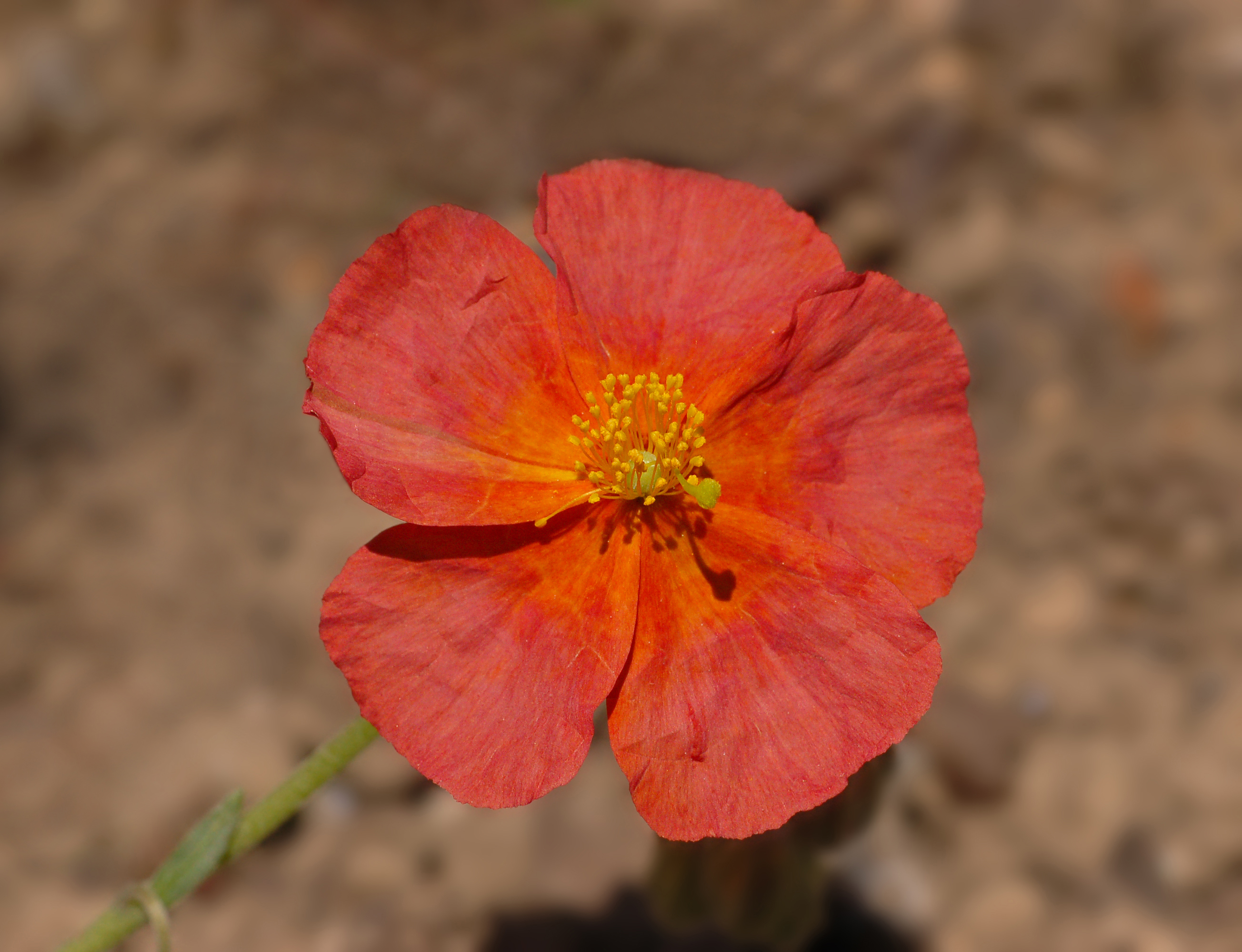 Helianthemum 'Fire Dragon' (2005-0055*A)