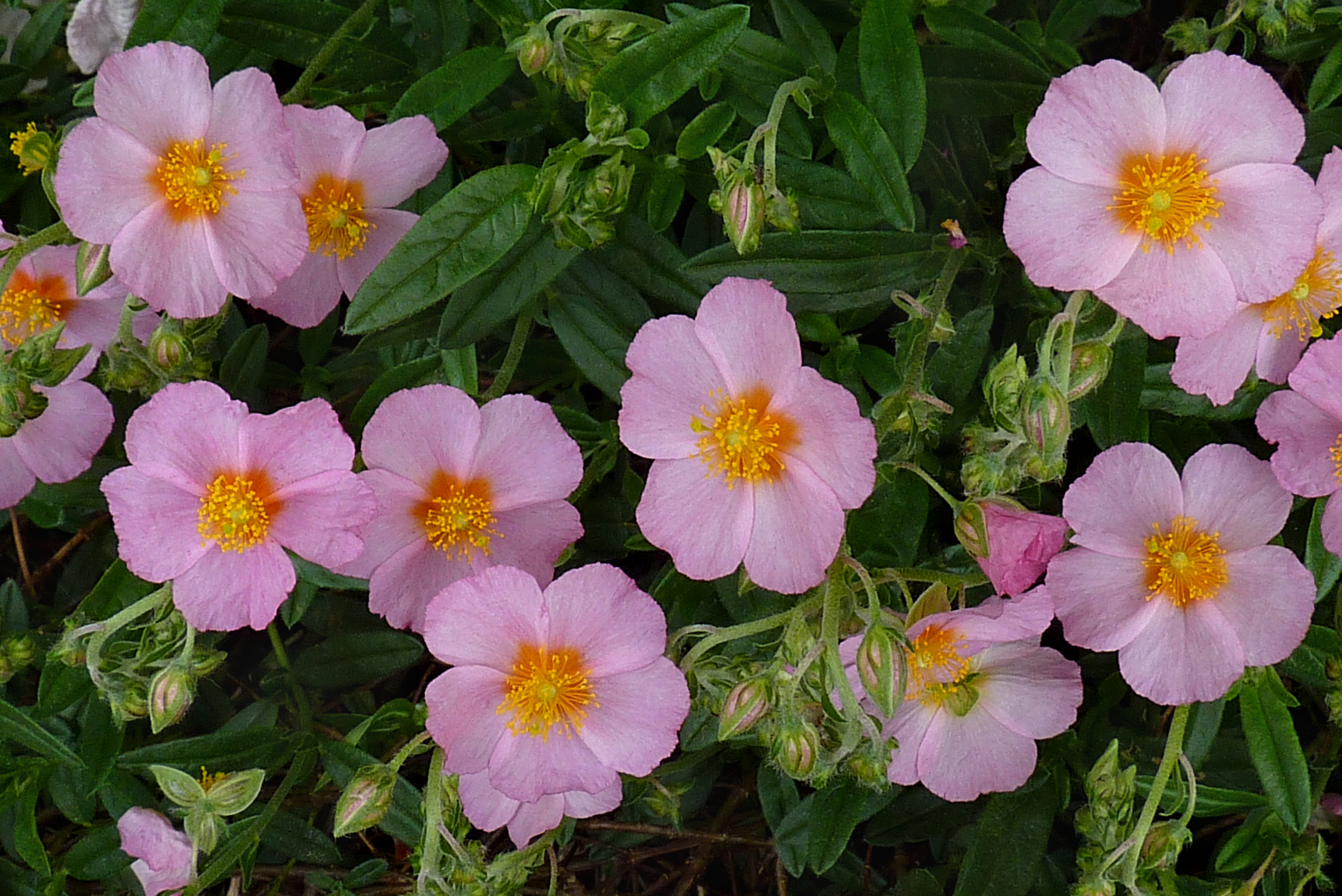 Helianthemum 'Lawrenson's Pink' J1