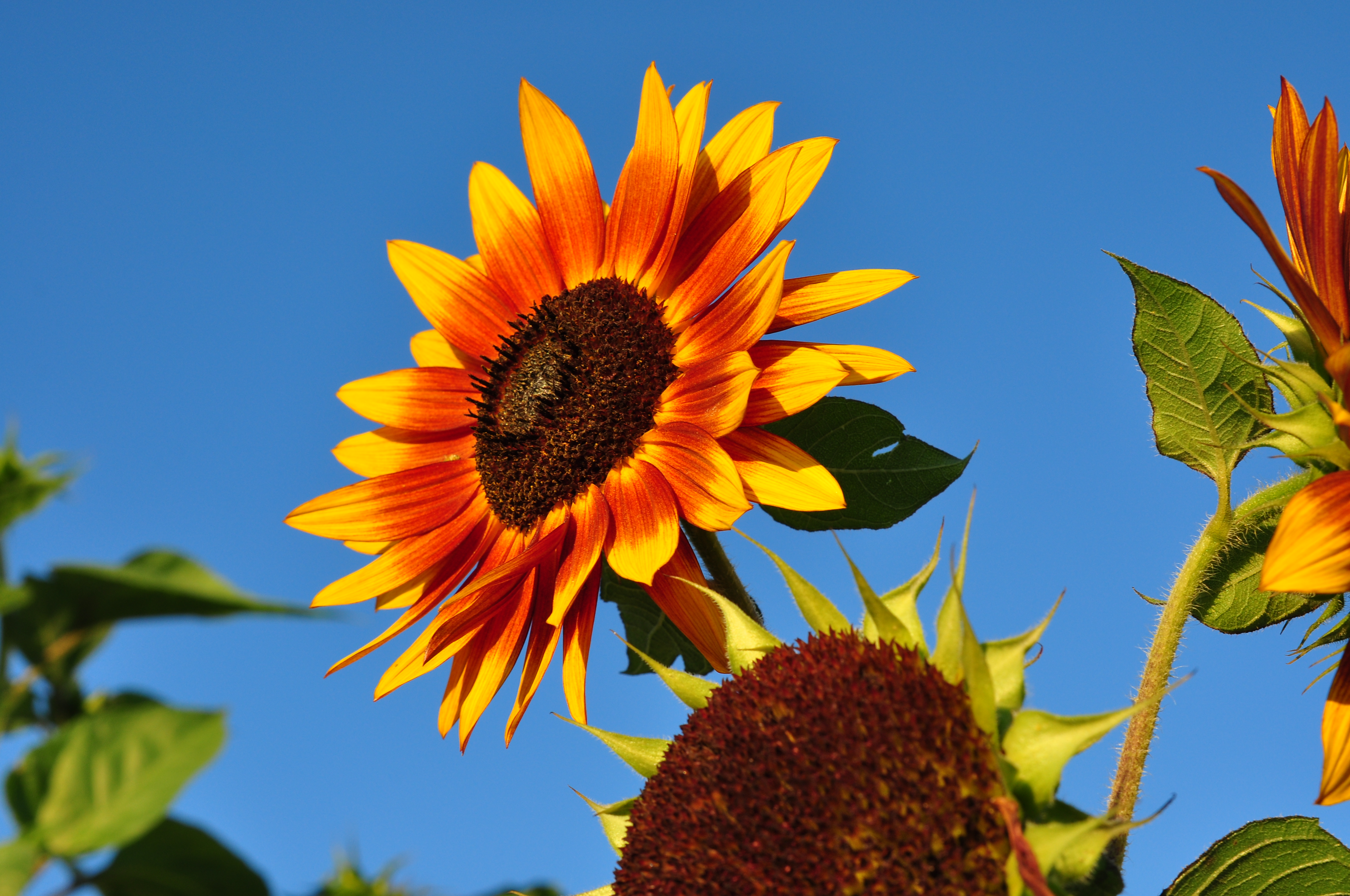 Helianthus annuus - Affoltern 2011-08-28 19-45-48