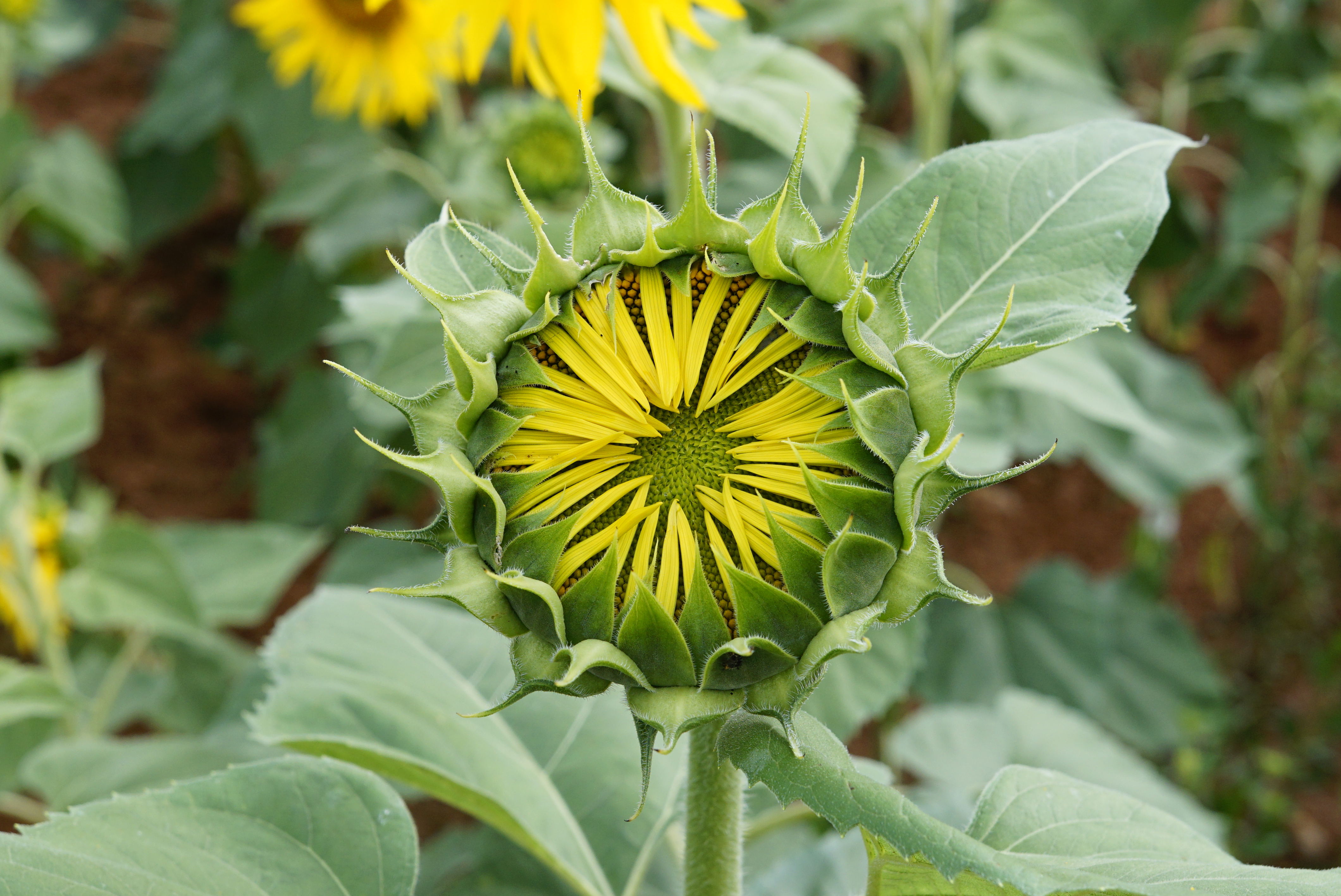 Helianthus annuus 00065