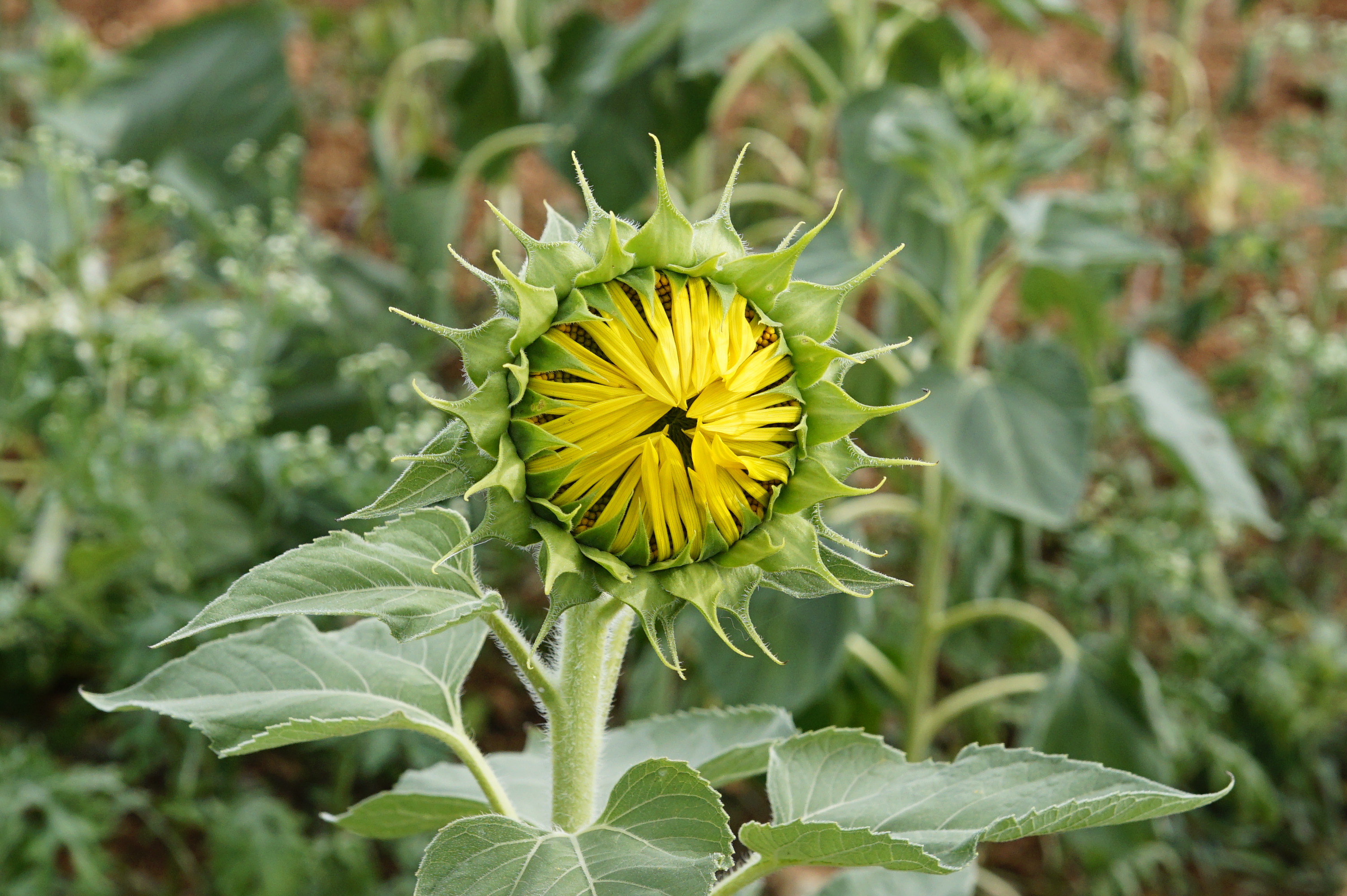 Helianthus annuus 9942