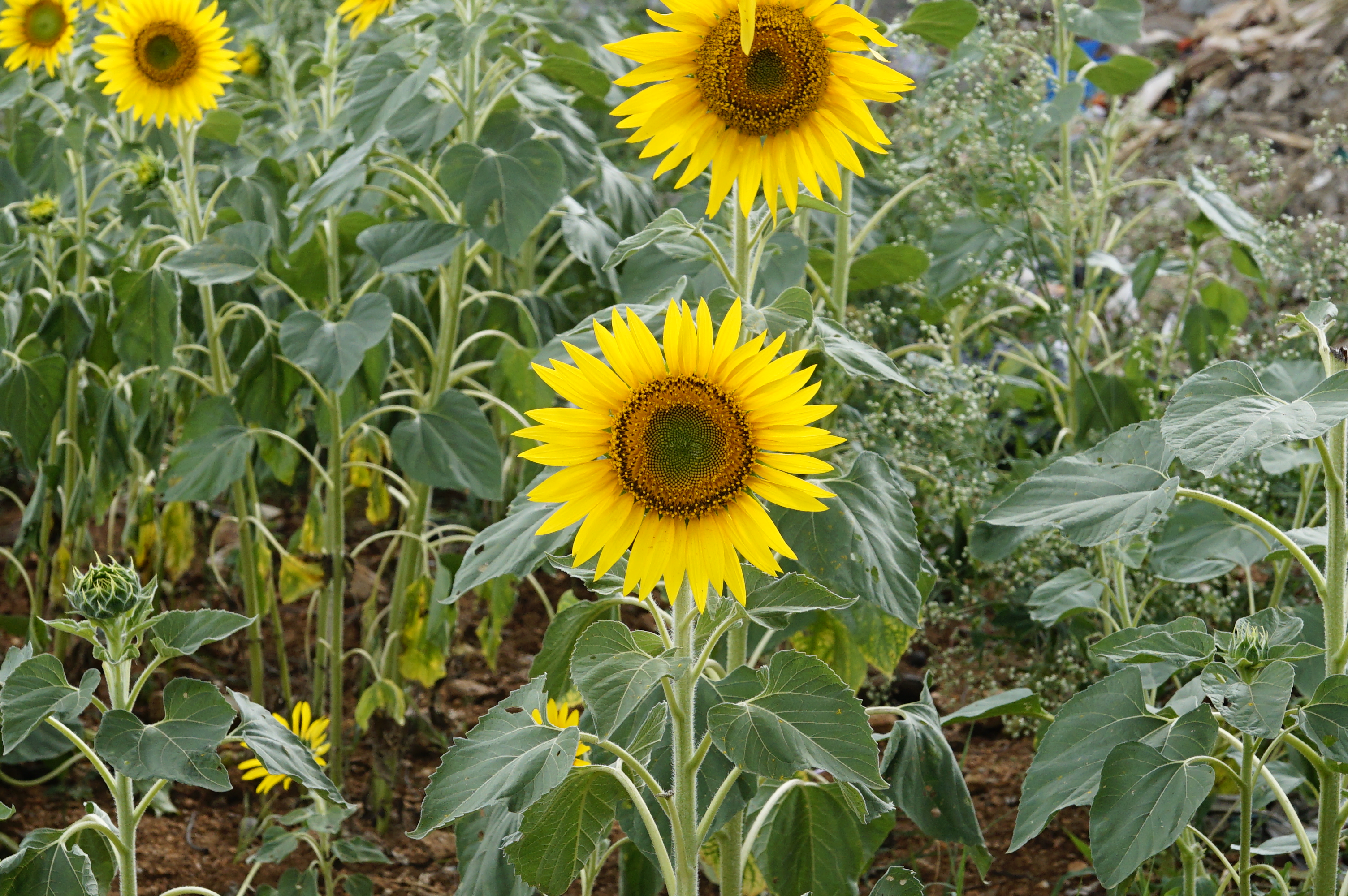 Helianthus annuus 9946