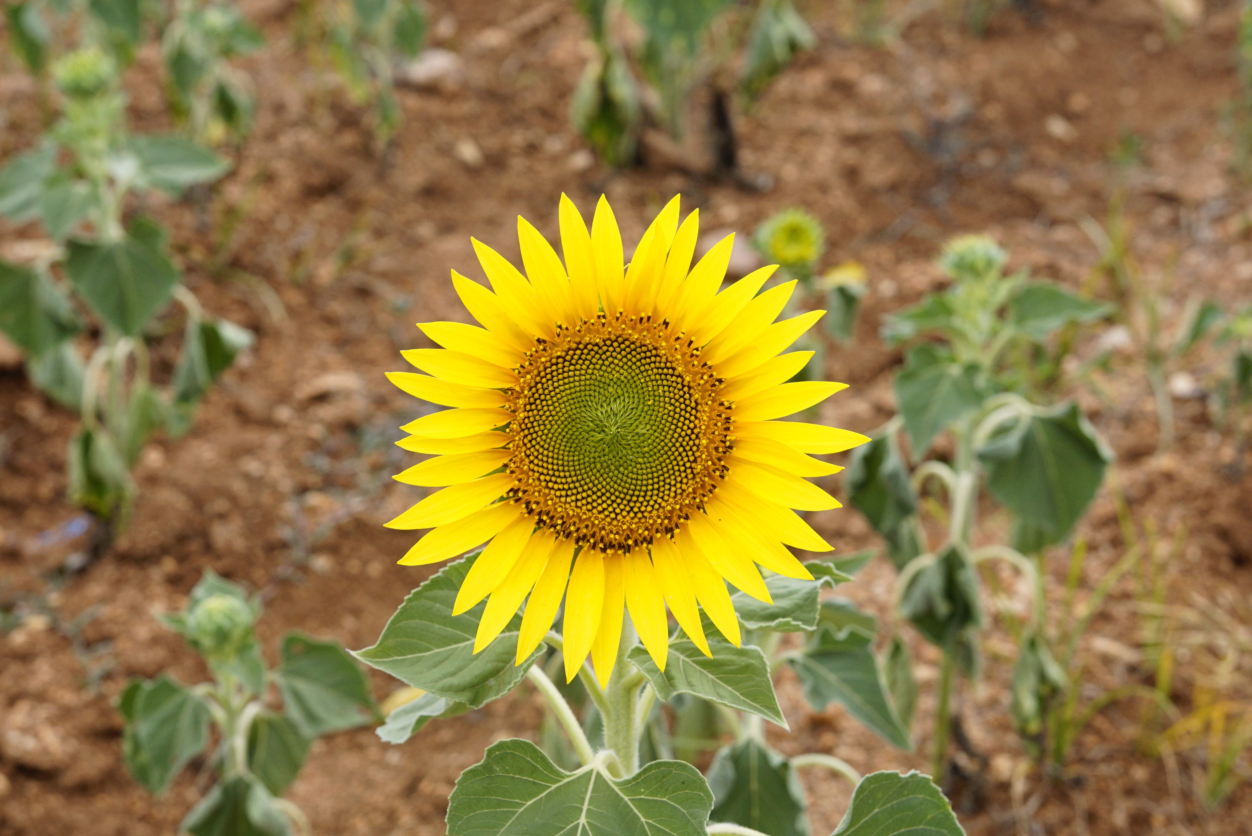 Helianthus annuus 9968