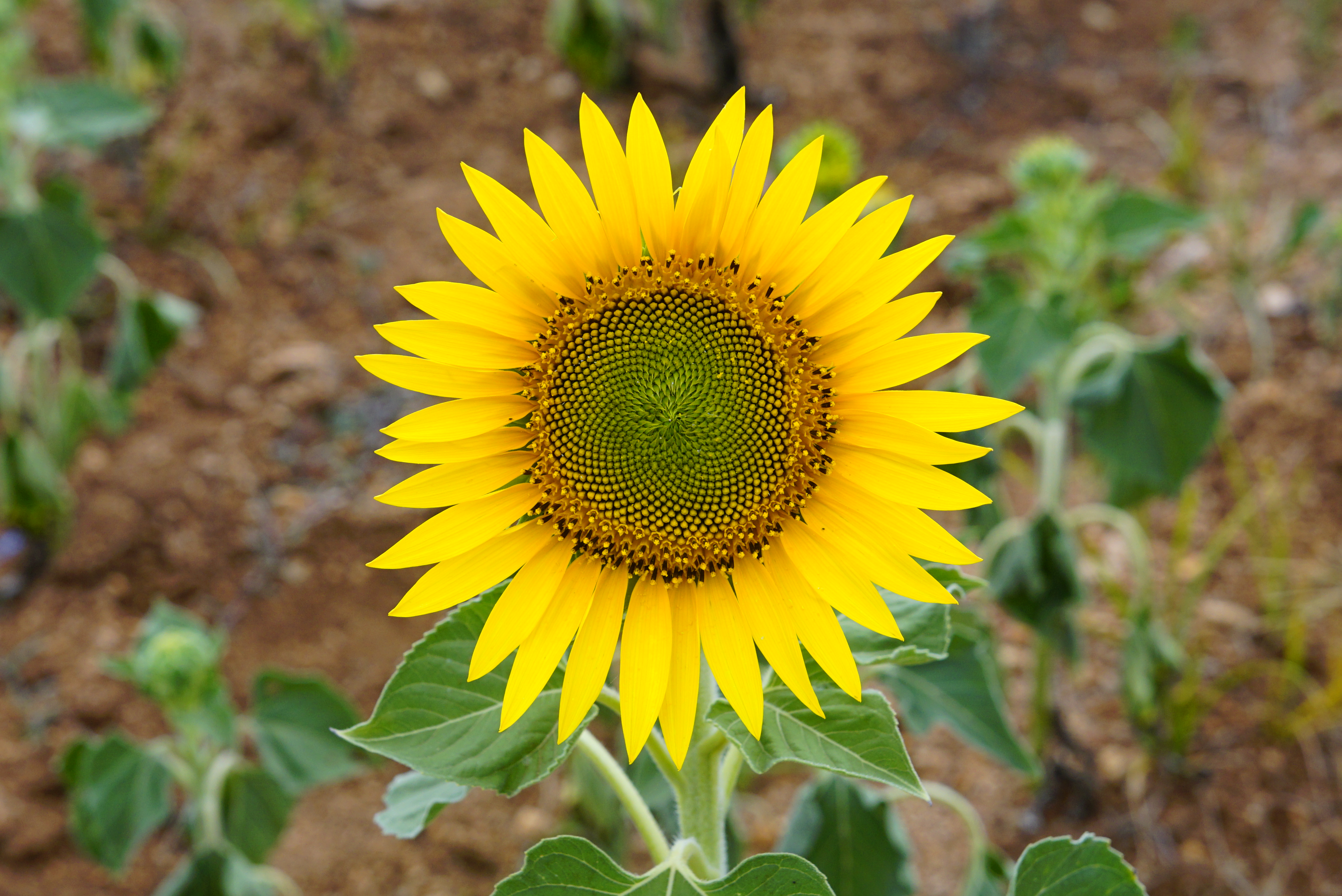 Helianthus annuus 9980
