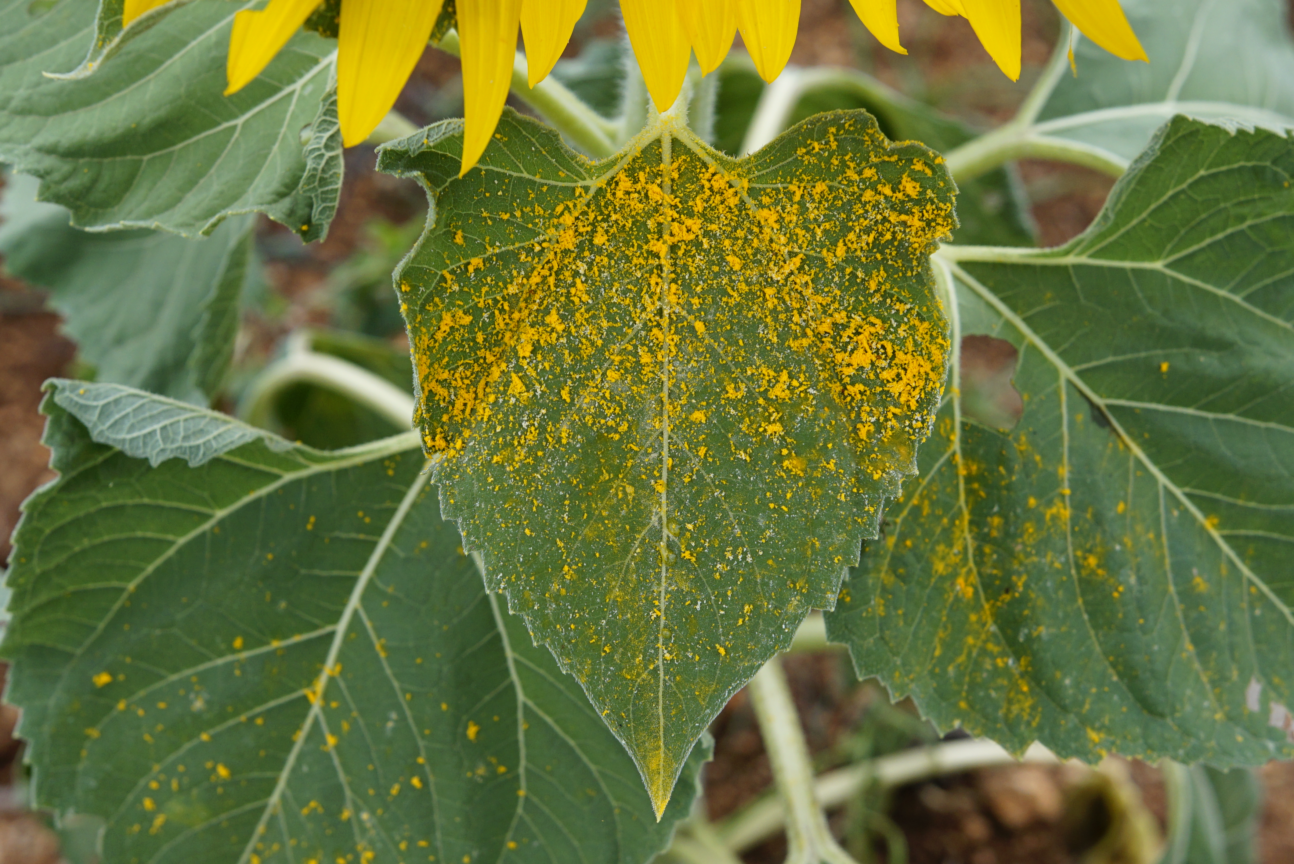 Helianthus annuus 9988