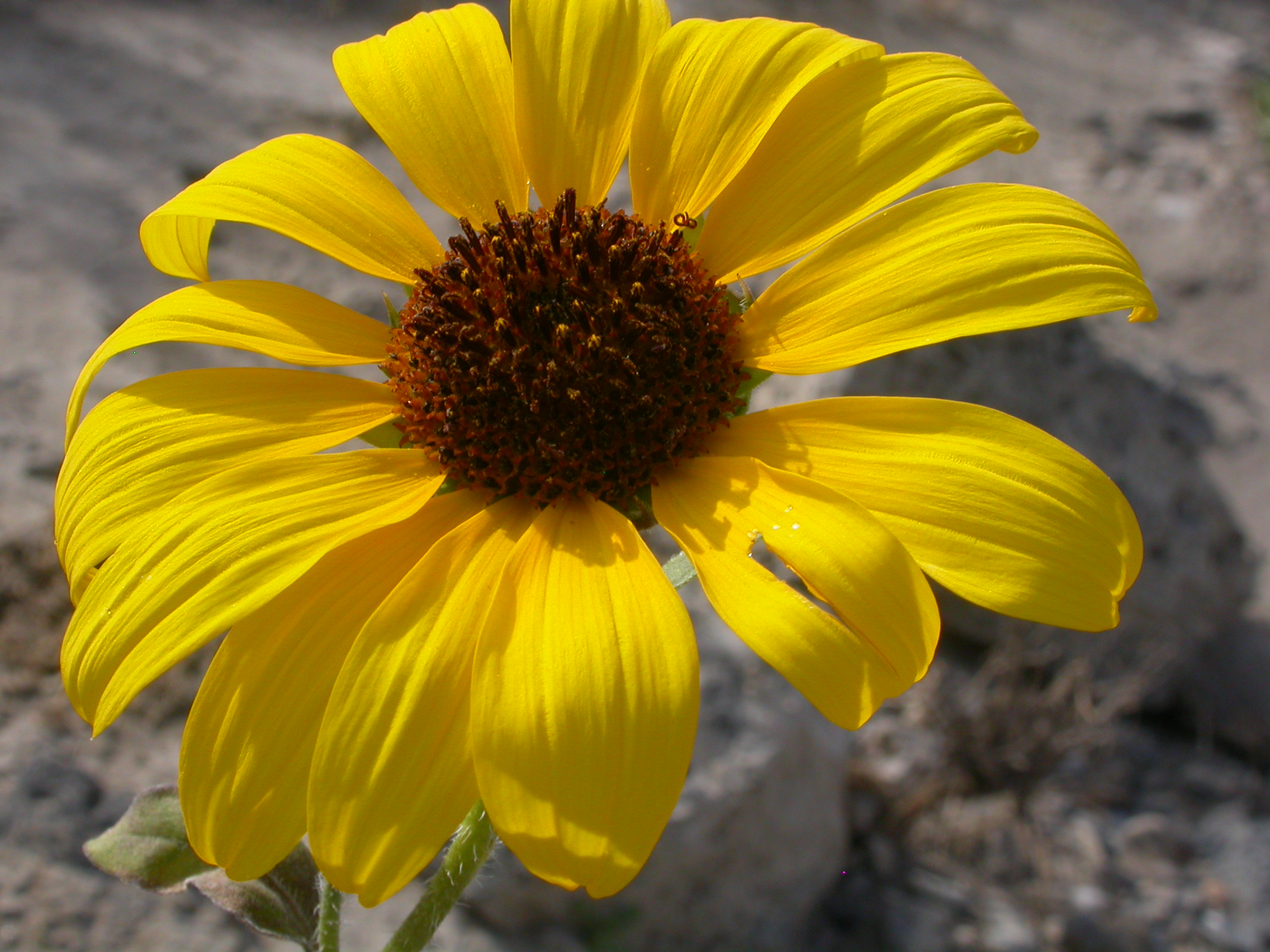 Helianthus annuus (4031379069)