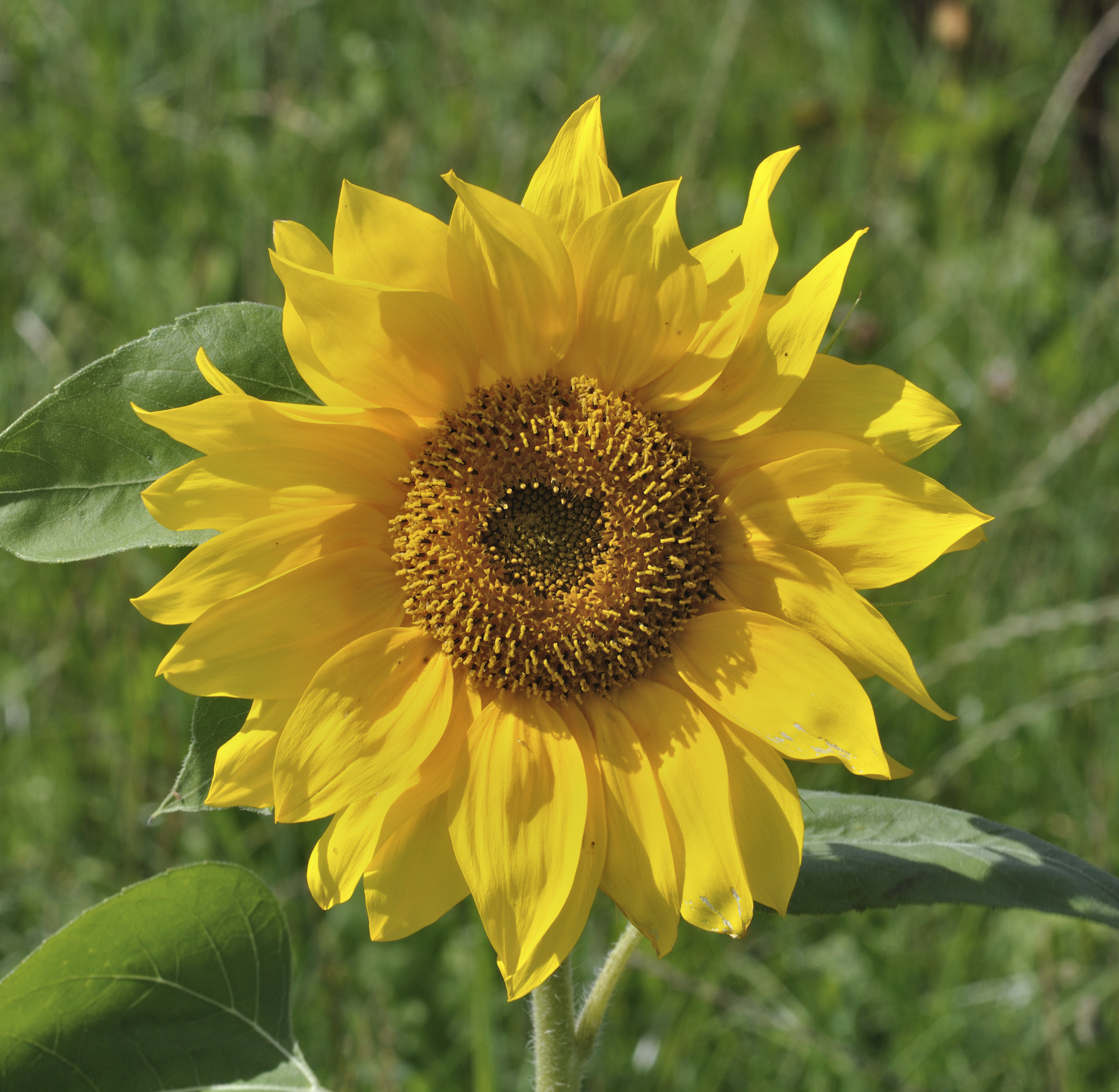 Helianthus annuus qtl1