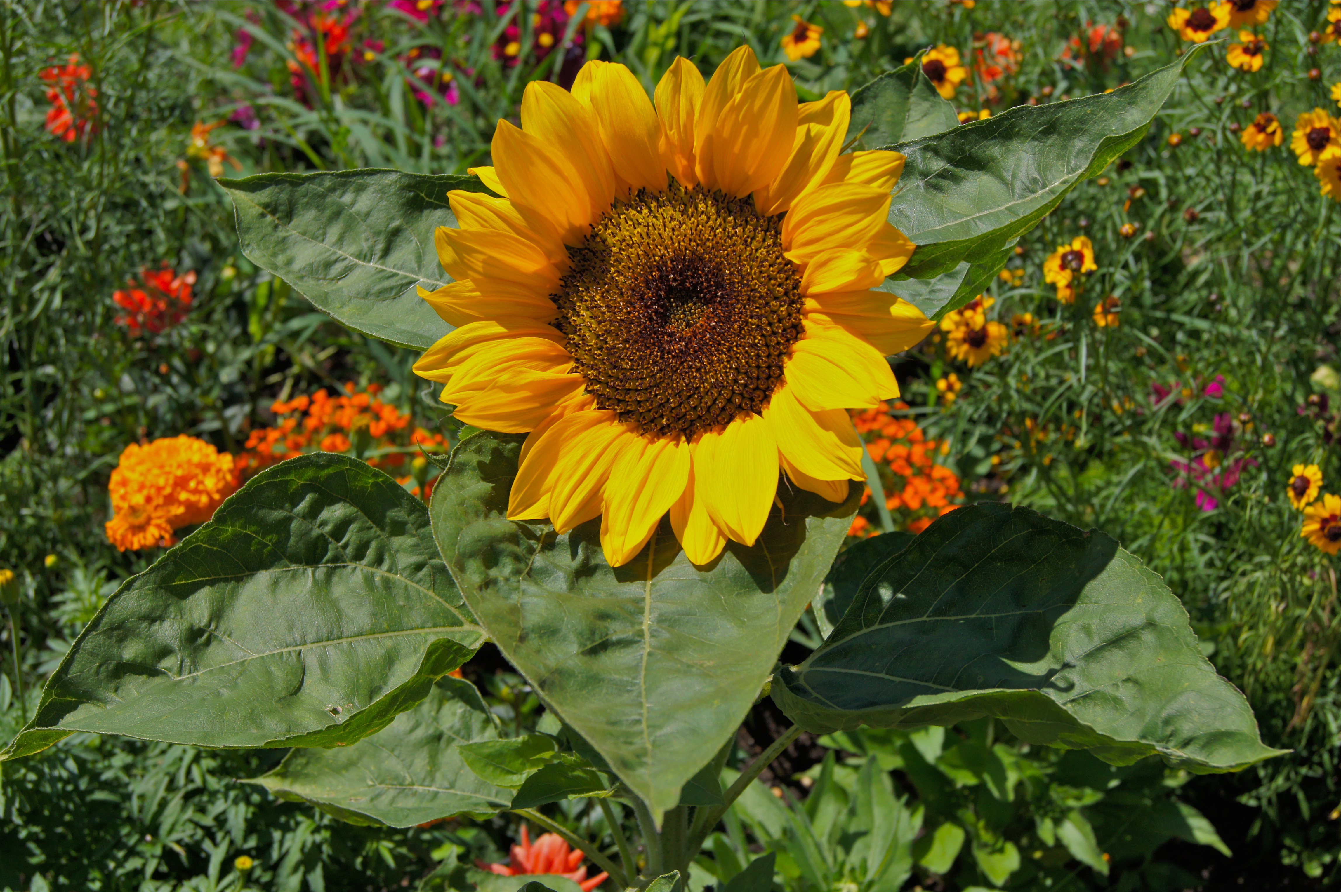 Helianthus annuusPFP