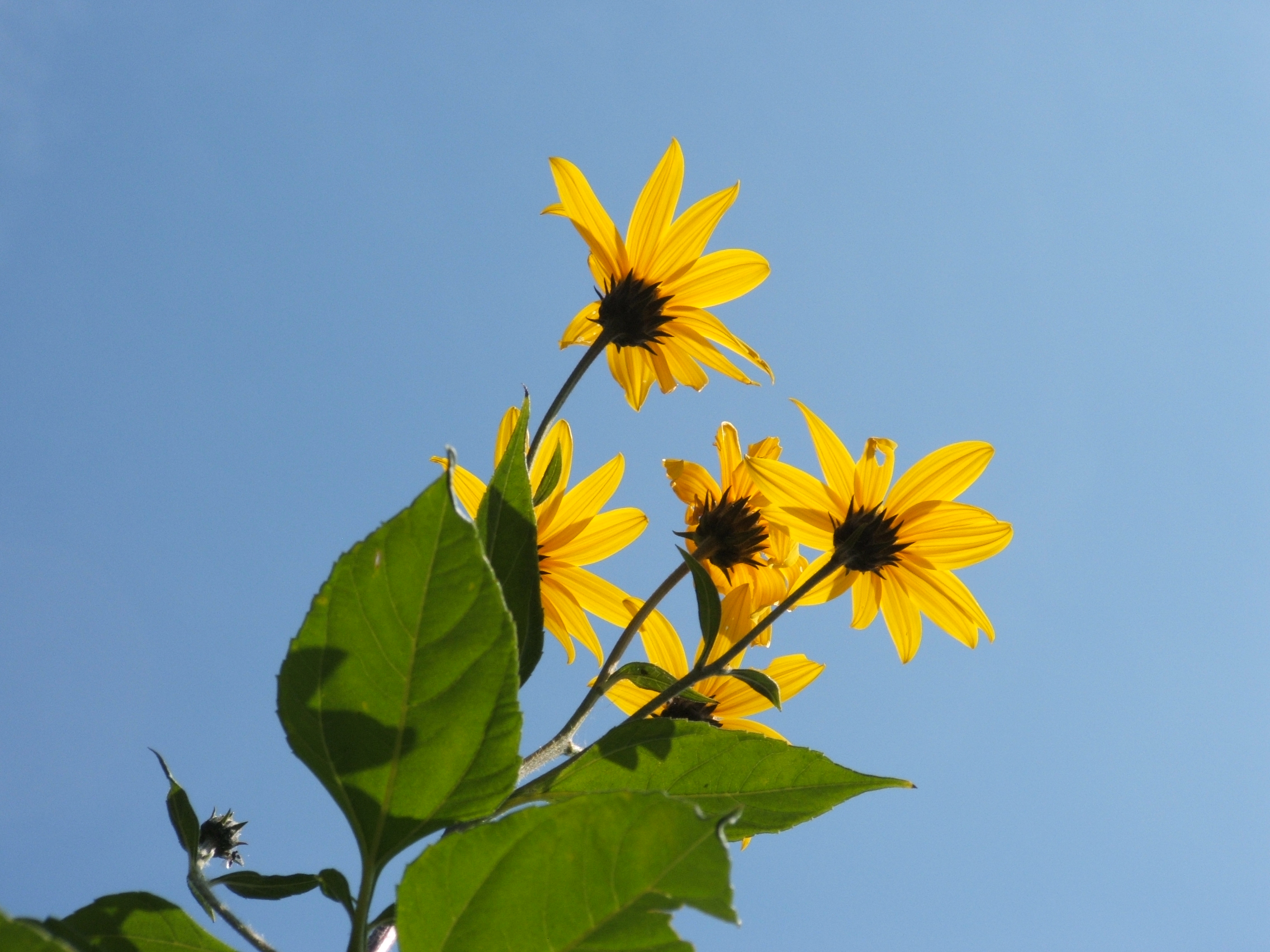 Helianthus tuberosus controluce