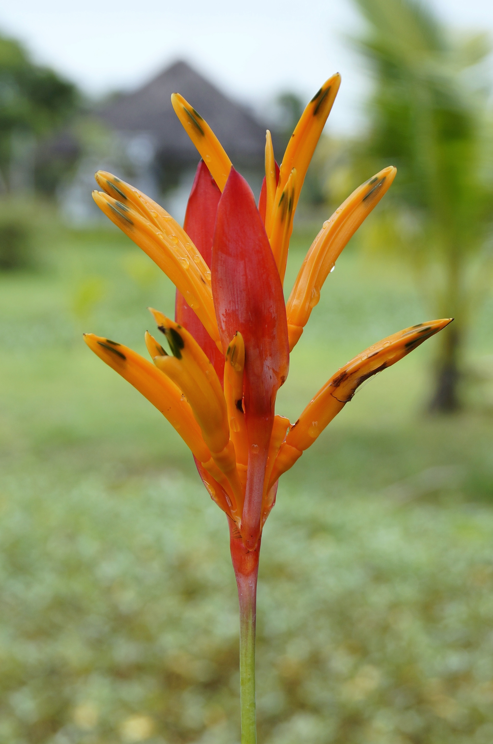 Heliconia psittacorum 01