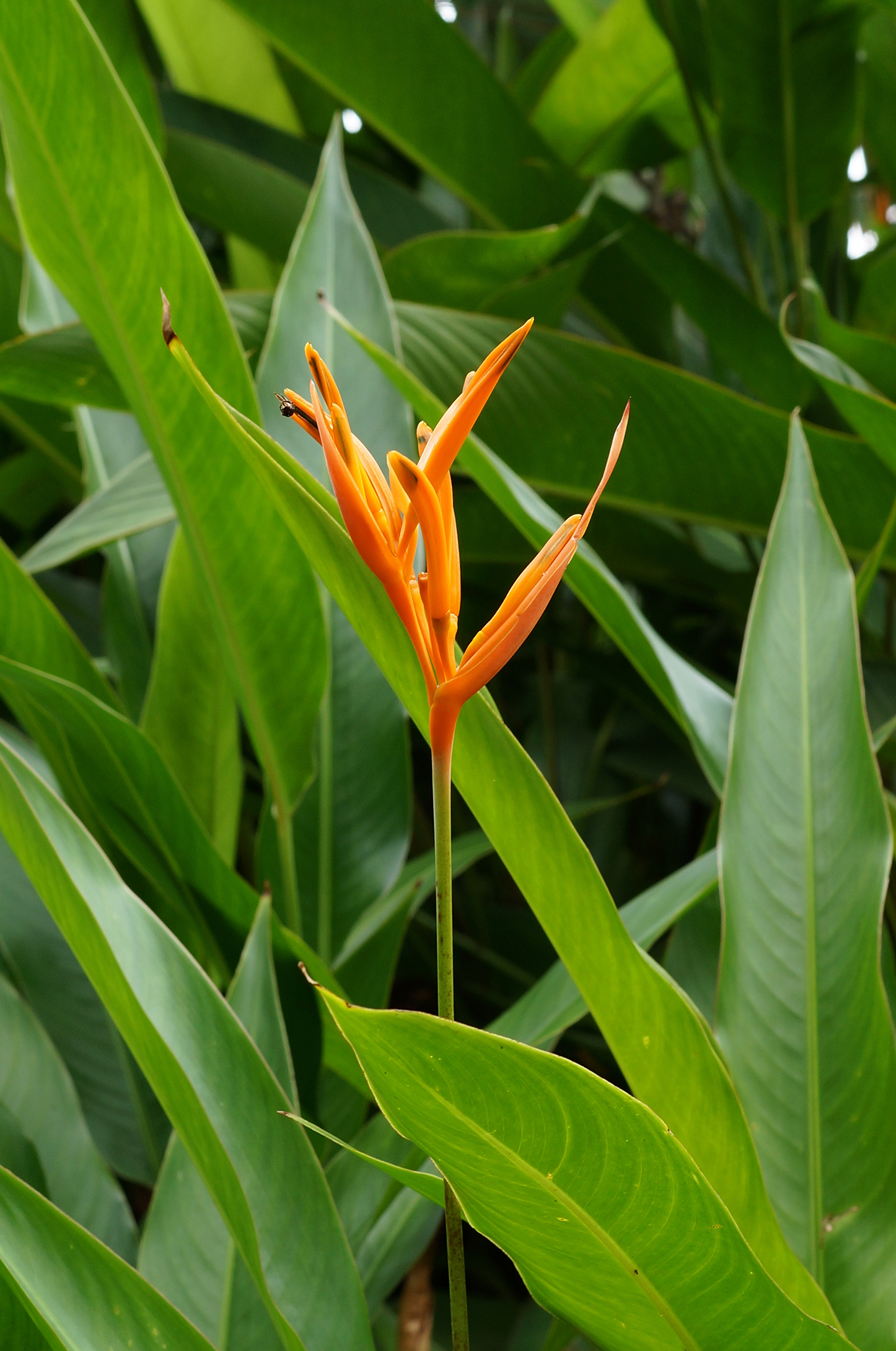 Heliconia psittacorum 02