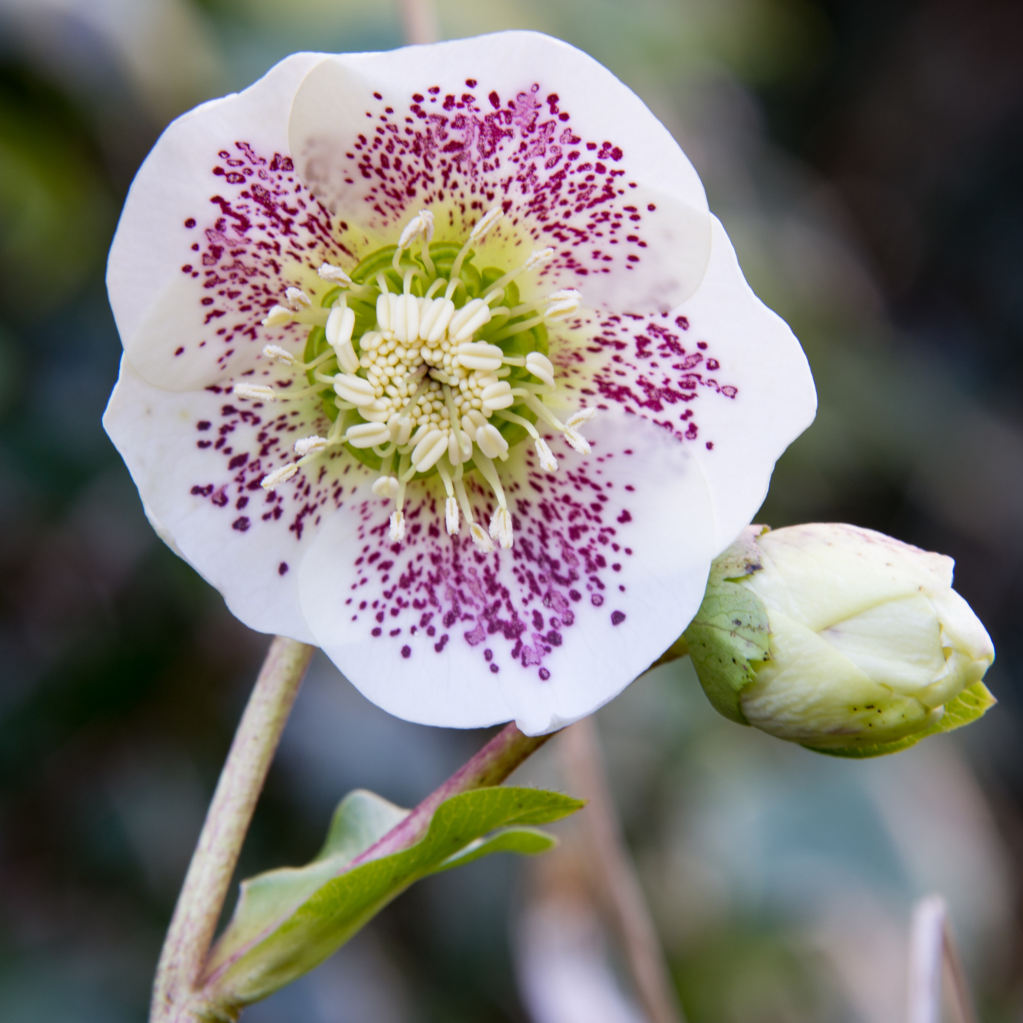 Hellebore (246419663)