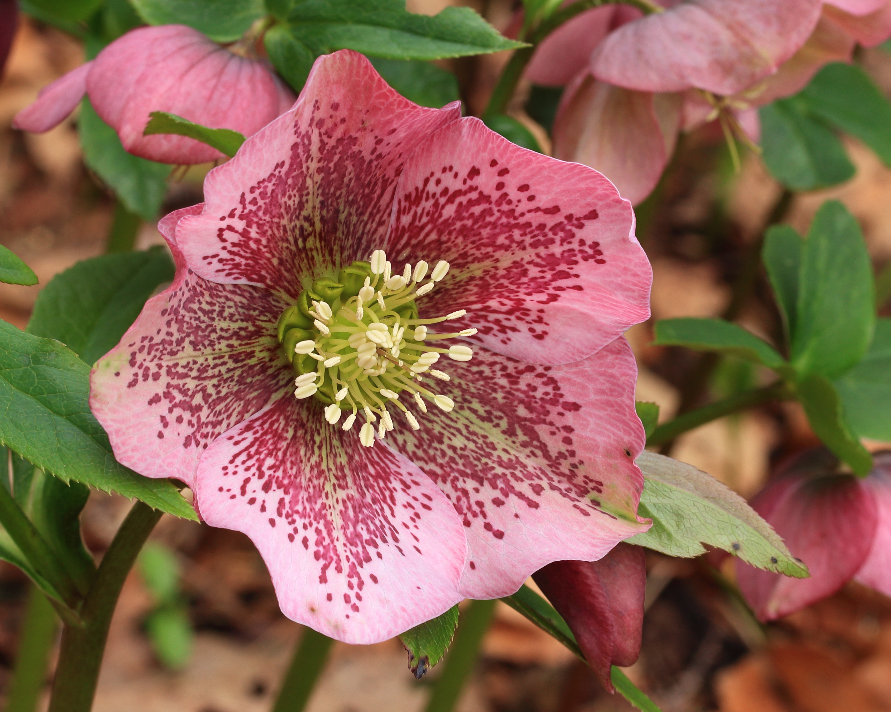 Helleborus orientalis. Lenteroos 04