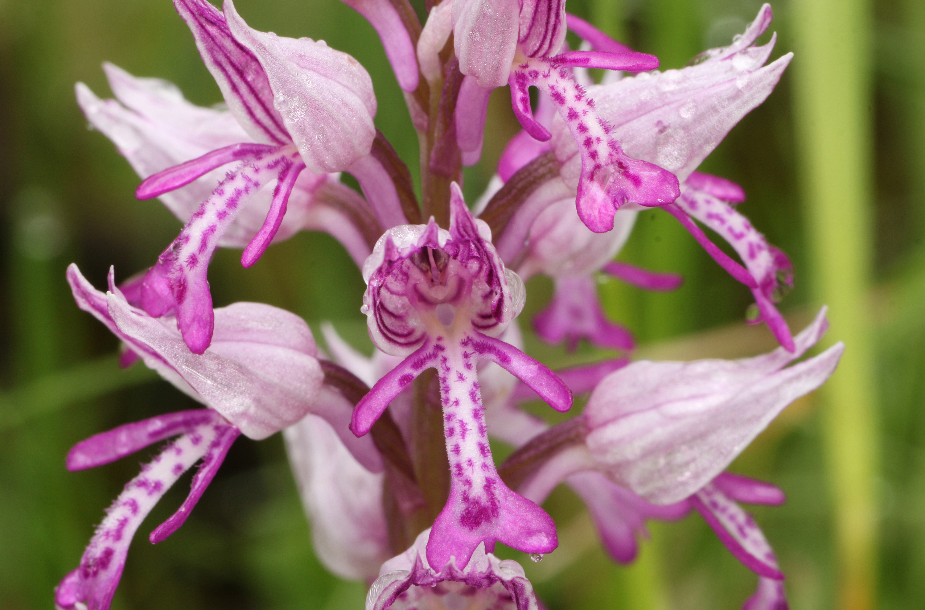Helm-Knabenkraut Orchis militaris