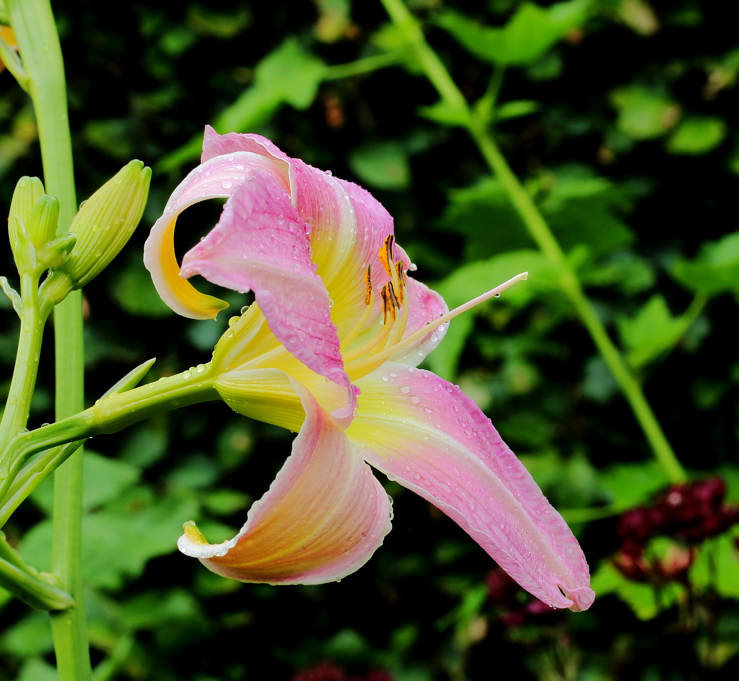 Hemerocallis 'Catherine Woodbury'. Locatie, Tuinen Mien Ruys
