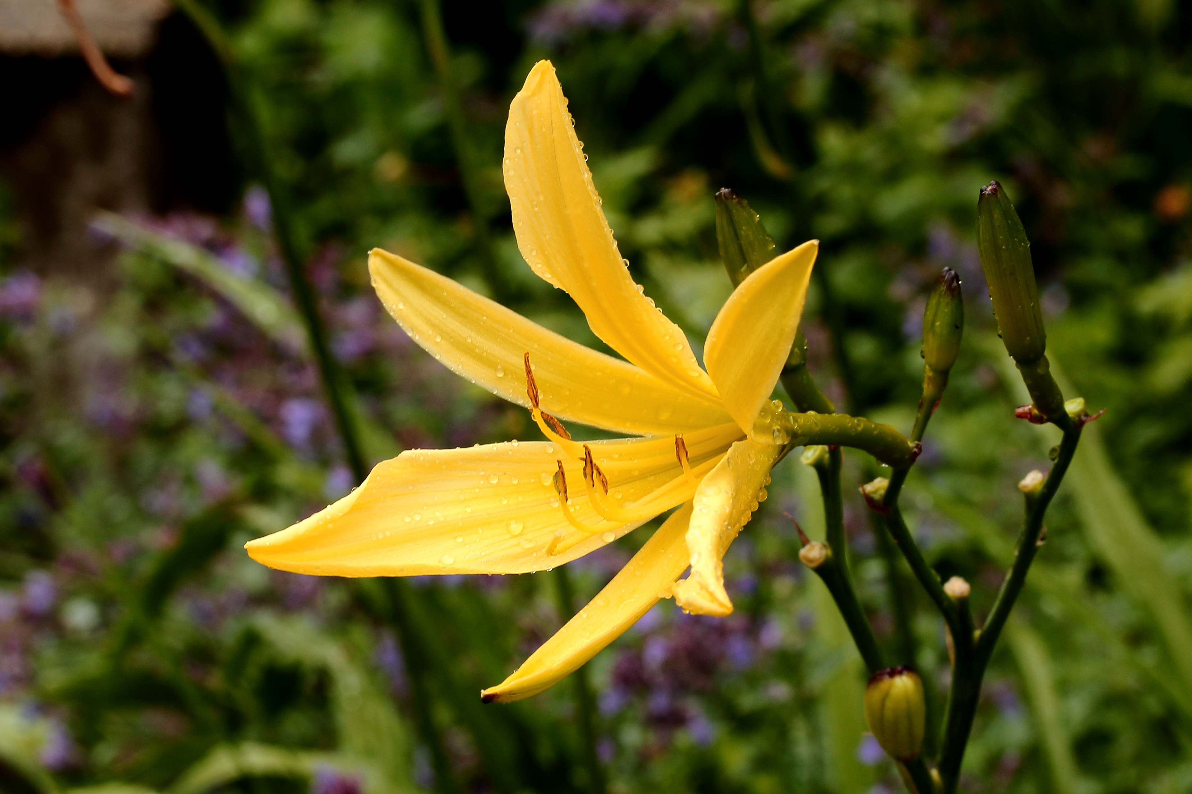 Hemerocallis 'Corky'