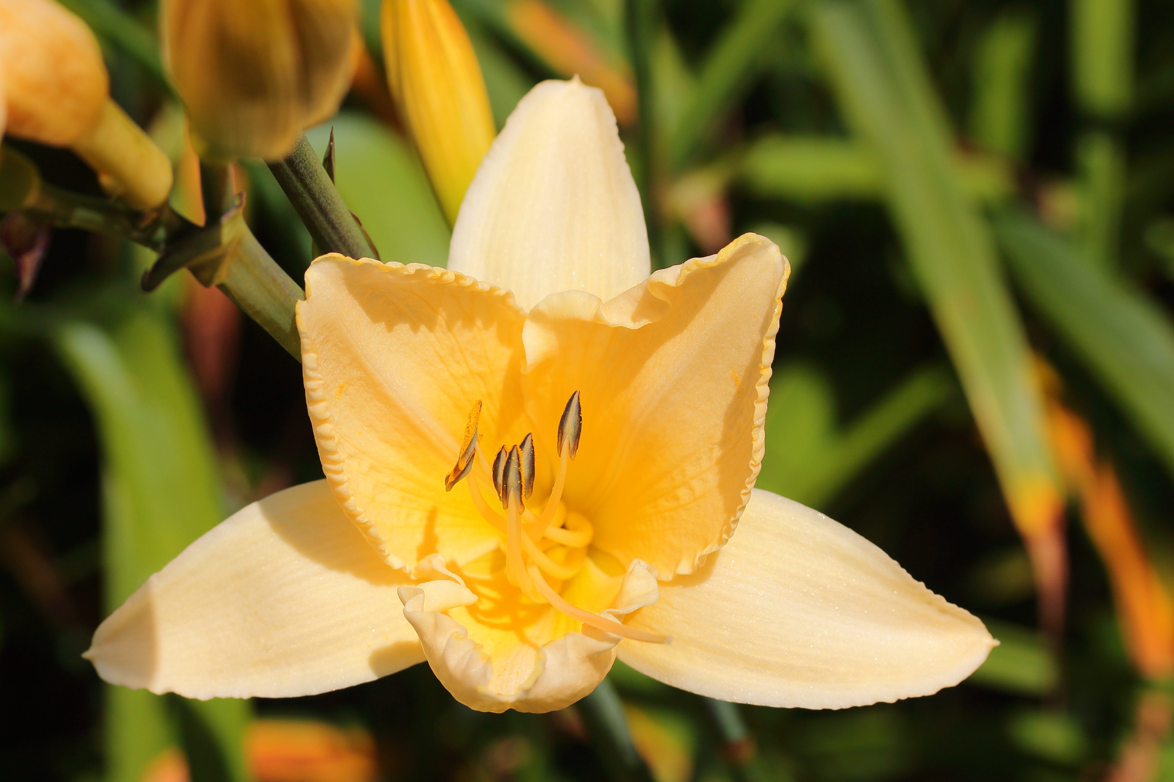 Hemerocallis 'Helle Berlinerin'